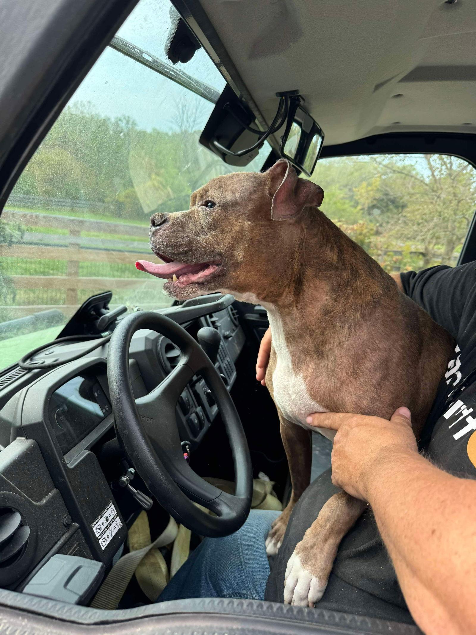 Riddick, Adoptable, Senior Male Boxer.