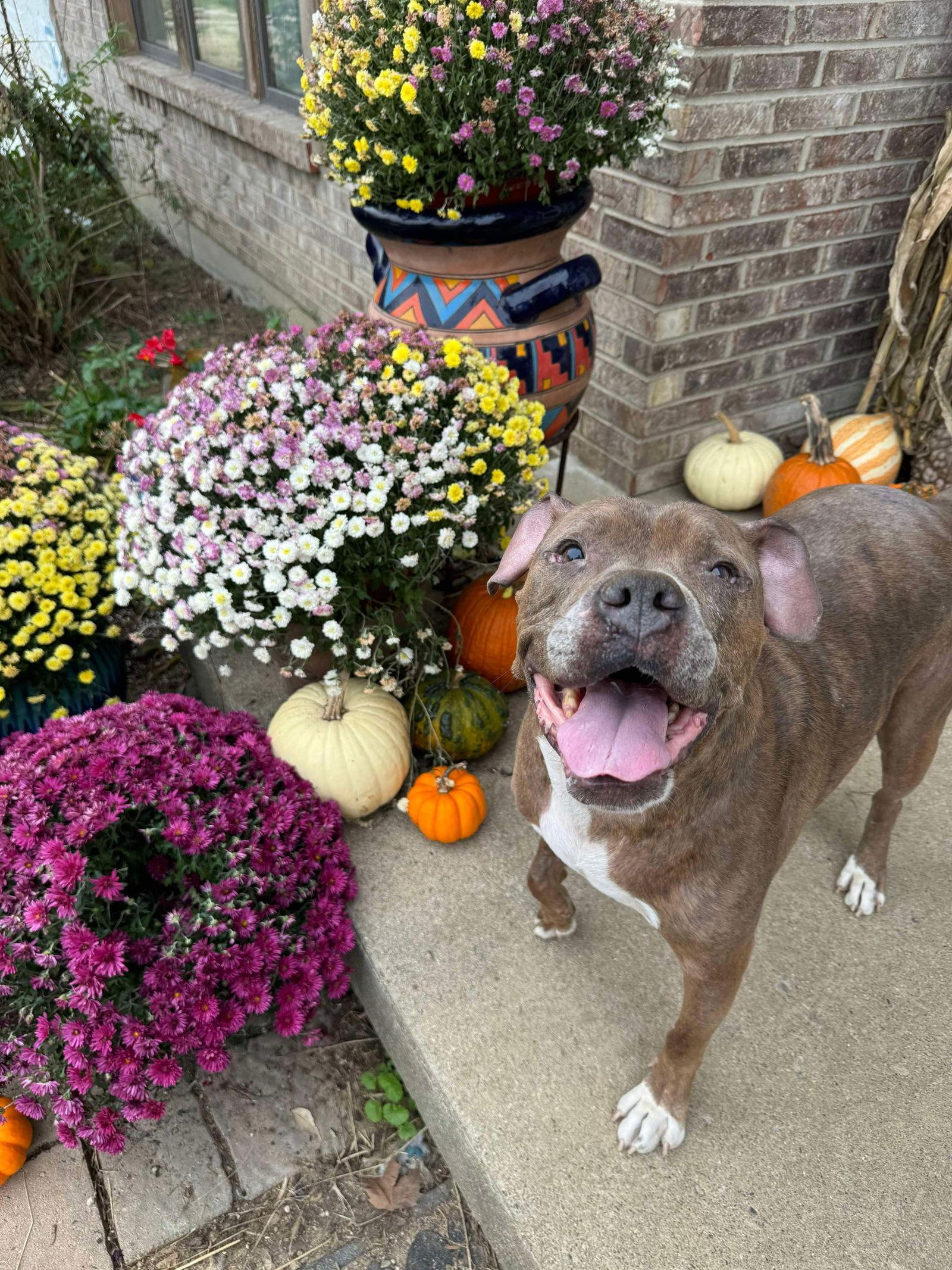 Riddick, a Adoptable Boxer in Germantown, OH image 2/3