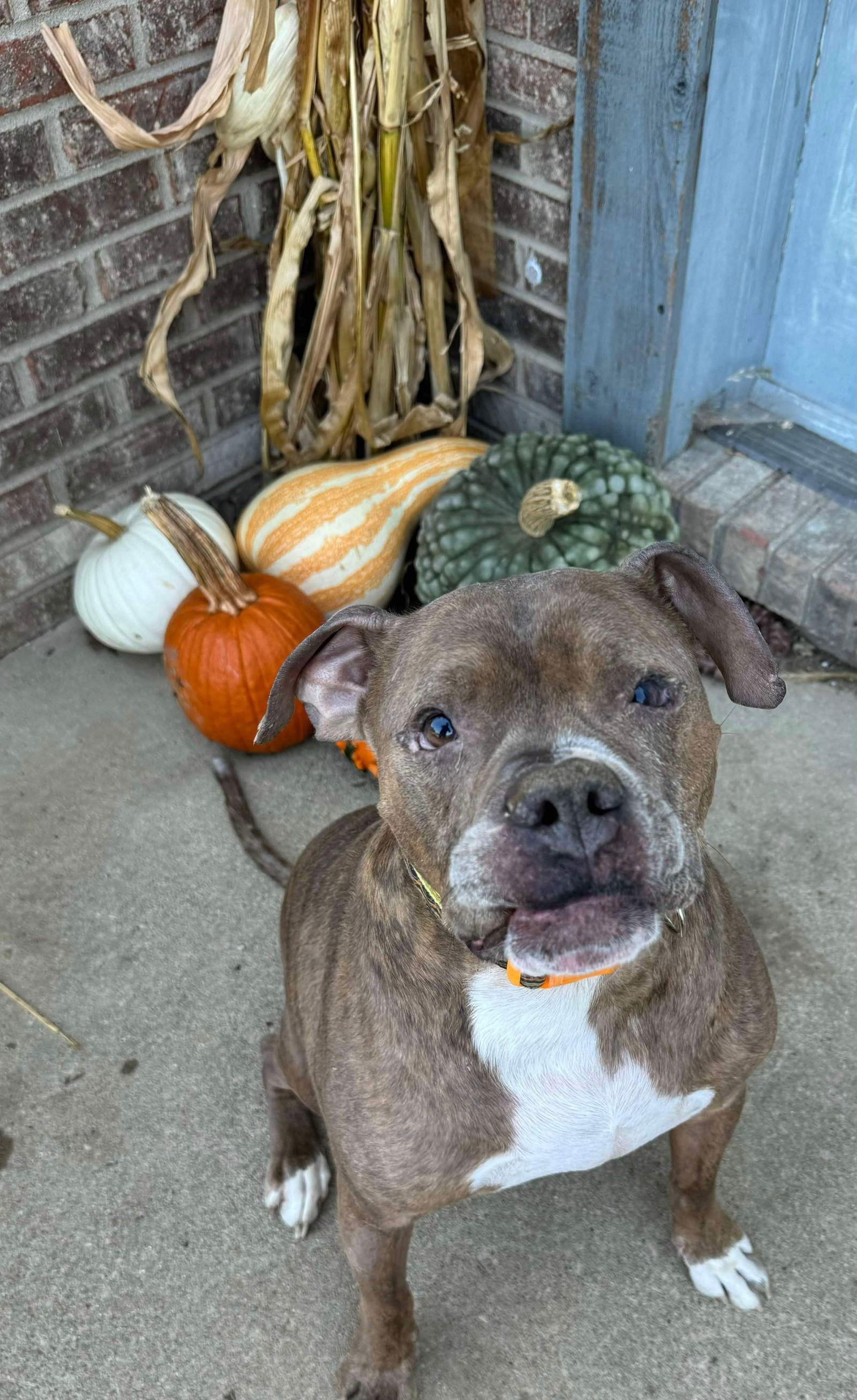 Riddick, a Adoptable Boxer in Germantown, OH image 3/3