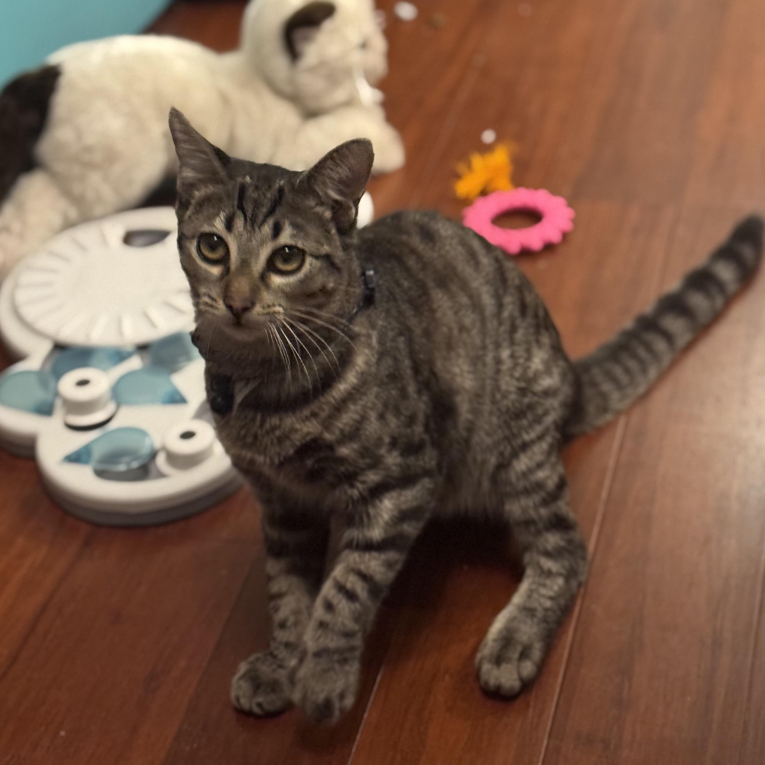 Enlarge Holiday, an adoptable mixed breed in Houston, TX image 2/6