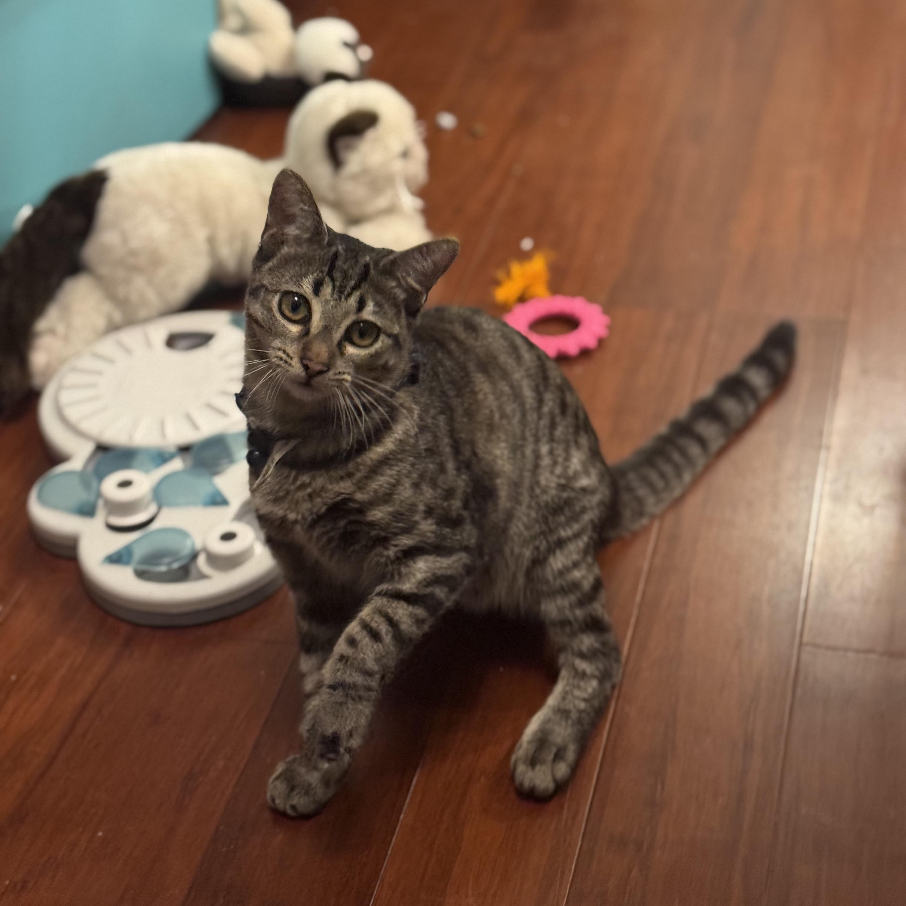 Holiday, adoptable, Young Male Bengal & American Shorthair.
