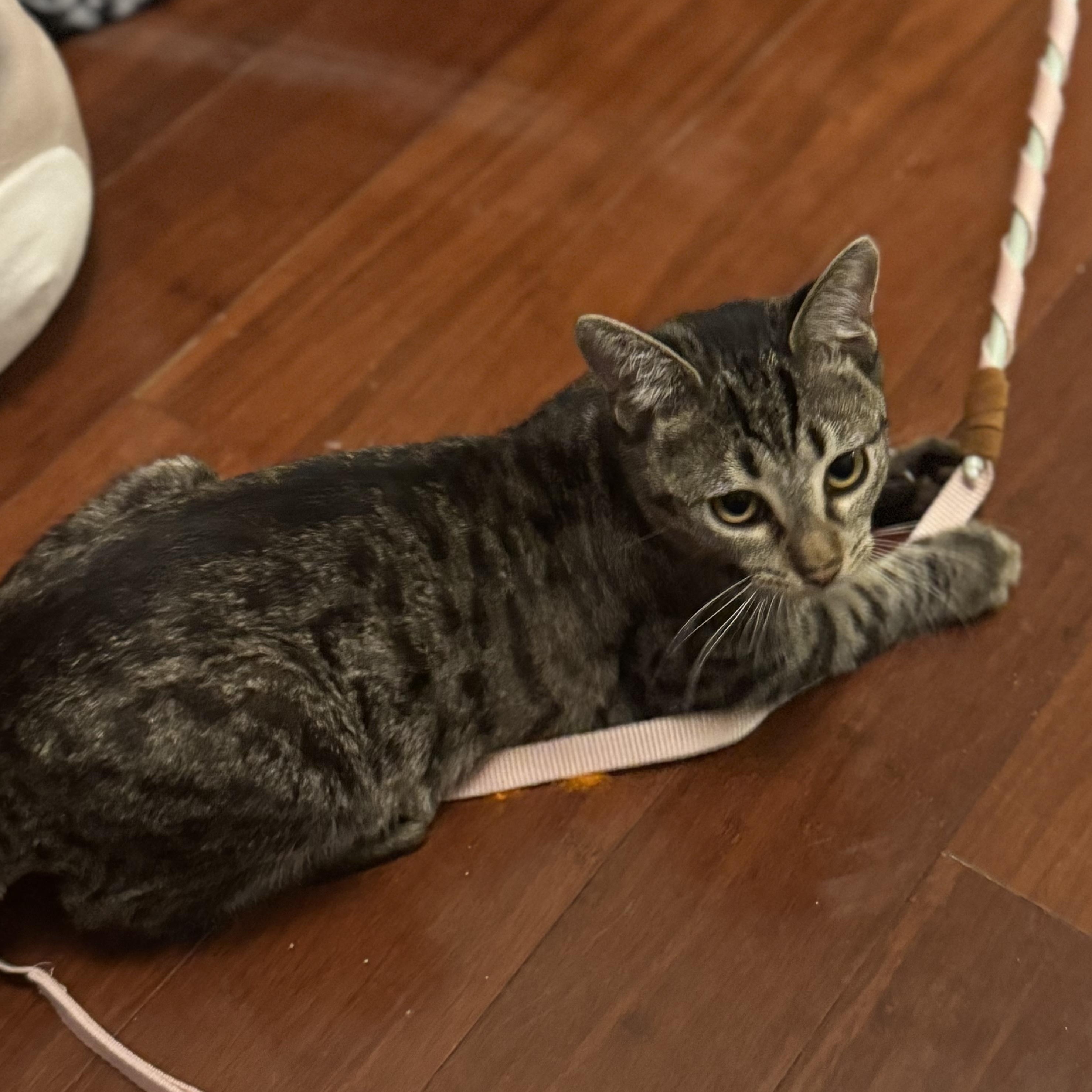 Enlarge Holiday, an adoptable mixed breed in Houston, TX image 3/6