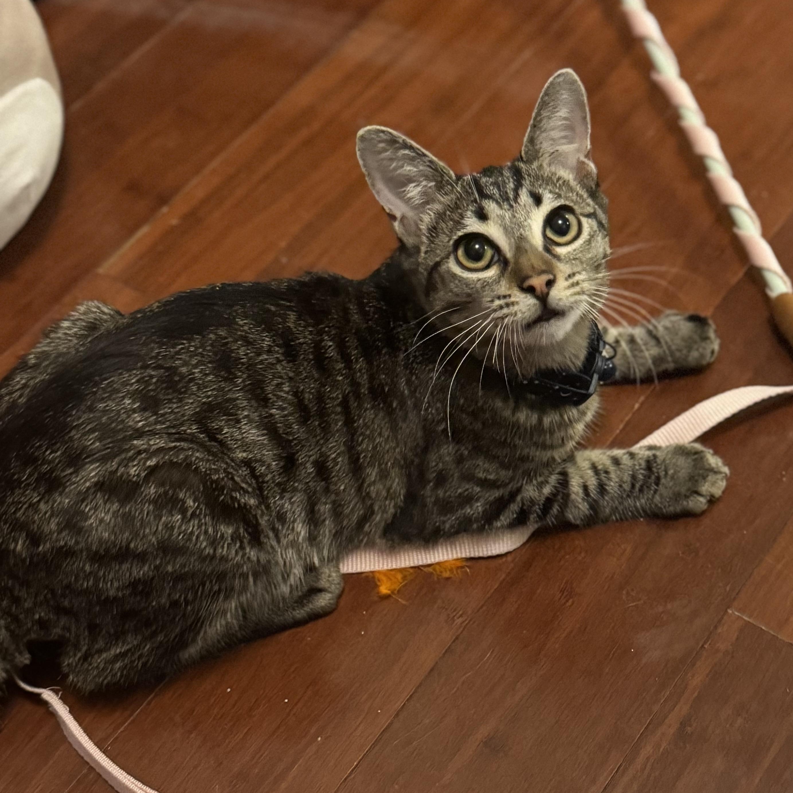 Enlarge Holiday, an adoptable mixed breed in Houston, TX image 6/6