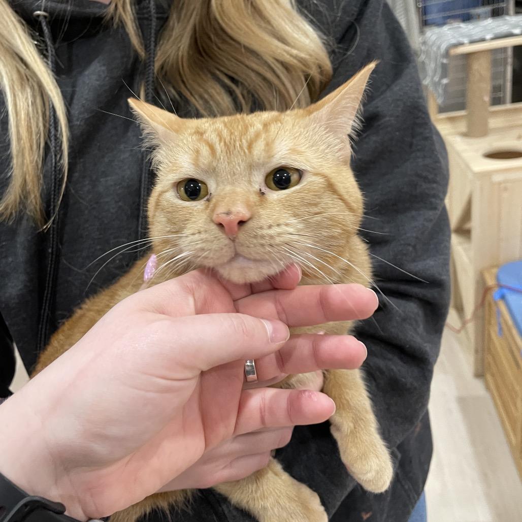 Worm, Adoptable, Young Male Domestic Short Hair.