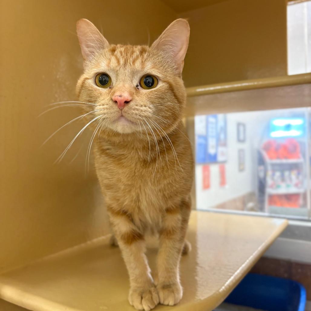 Worm, a Adoptable Domestic Short Hair in Spokane, WA image 2/2