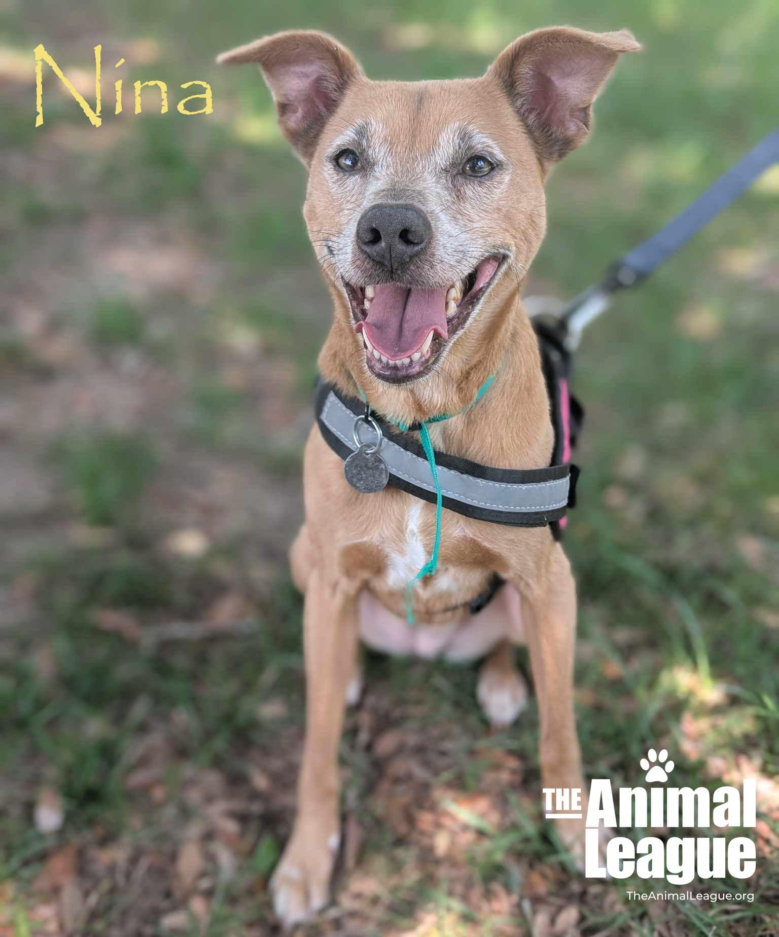 Nina, a Adoptable mixed breed in Clermont, FL image 5/5