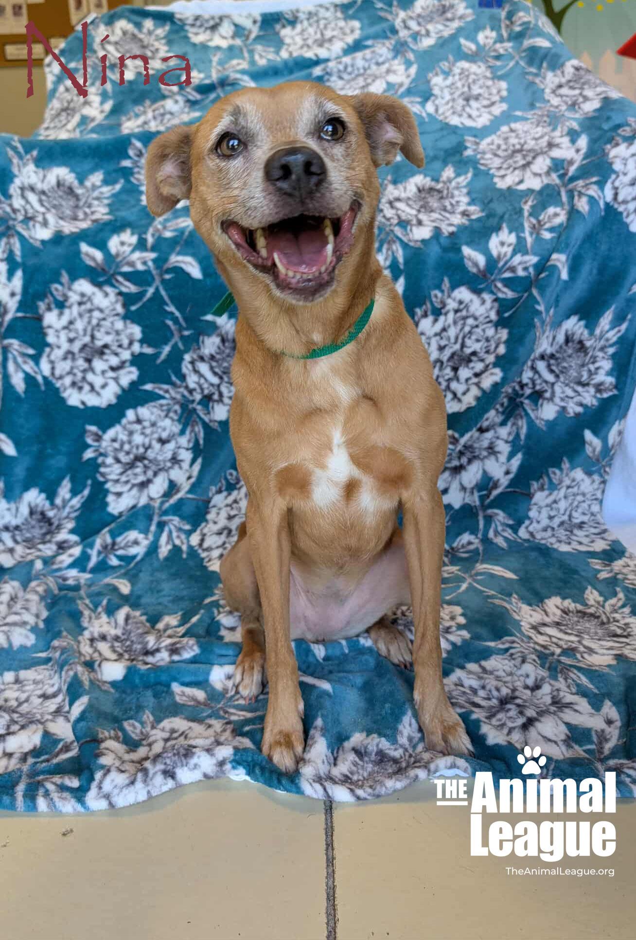 Nina, a Adoptable mixed breed in Clermont, FL image 3/5