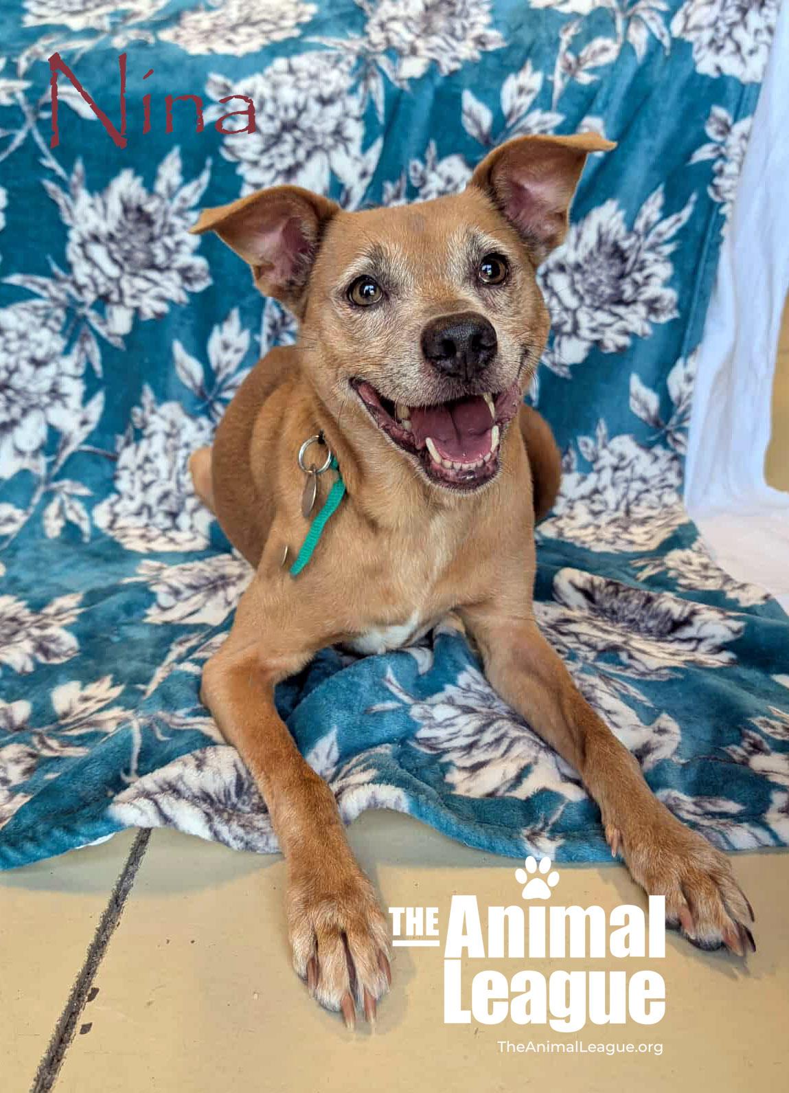 Nina, a Adoptable mixed breed in Clermont, FL image 2/5