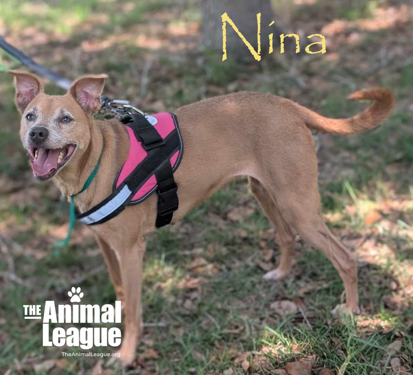 Nina, a Adoptable mixed breed in Clermont, FL image 4/5