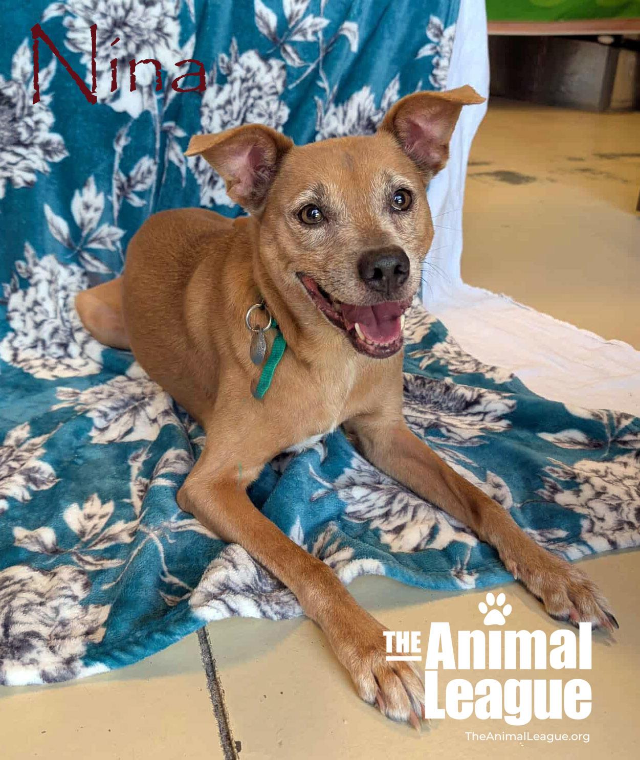 Nina, a Adoptable mixed breed in Clermont, FL image 1/5