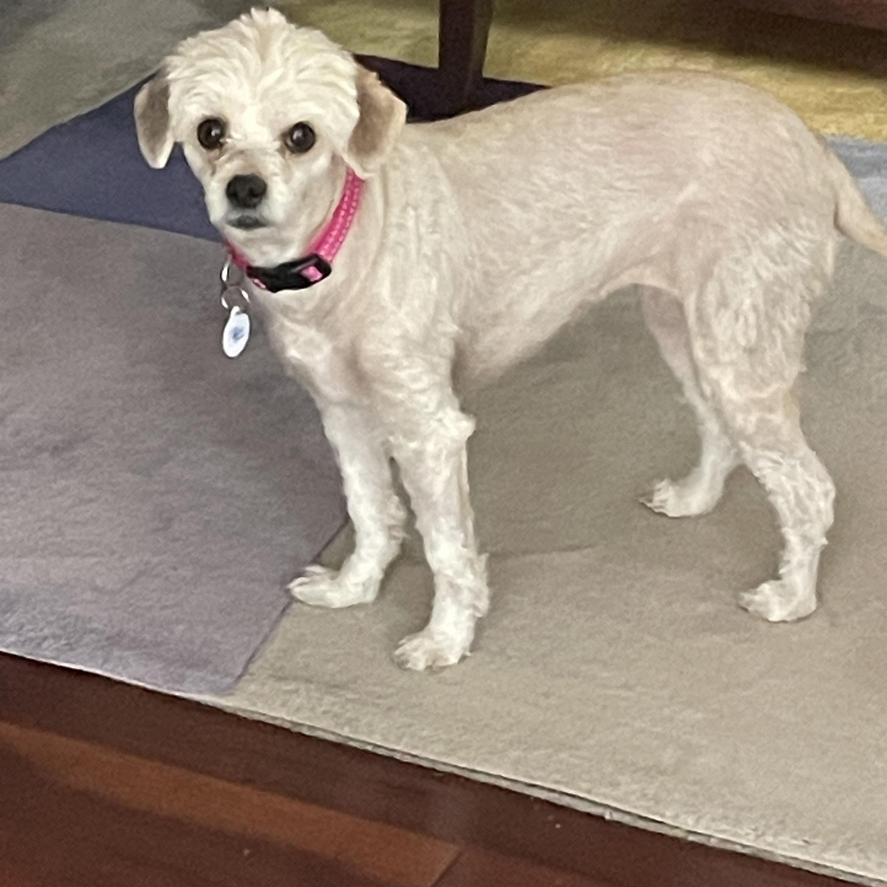 Enlarge Sophie, a Adoptable Maltipoo in Austin, TX image 3/3