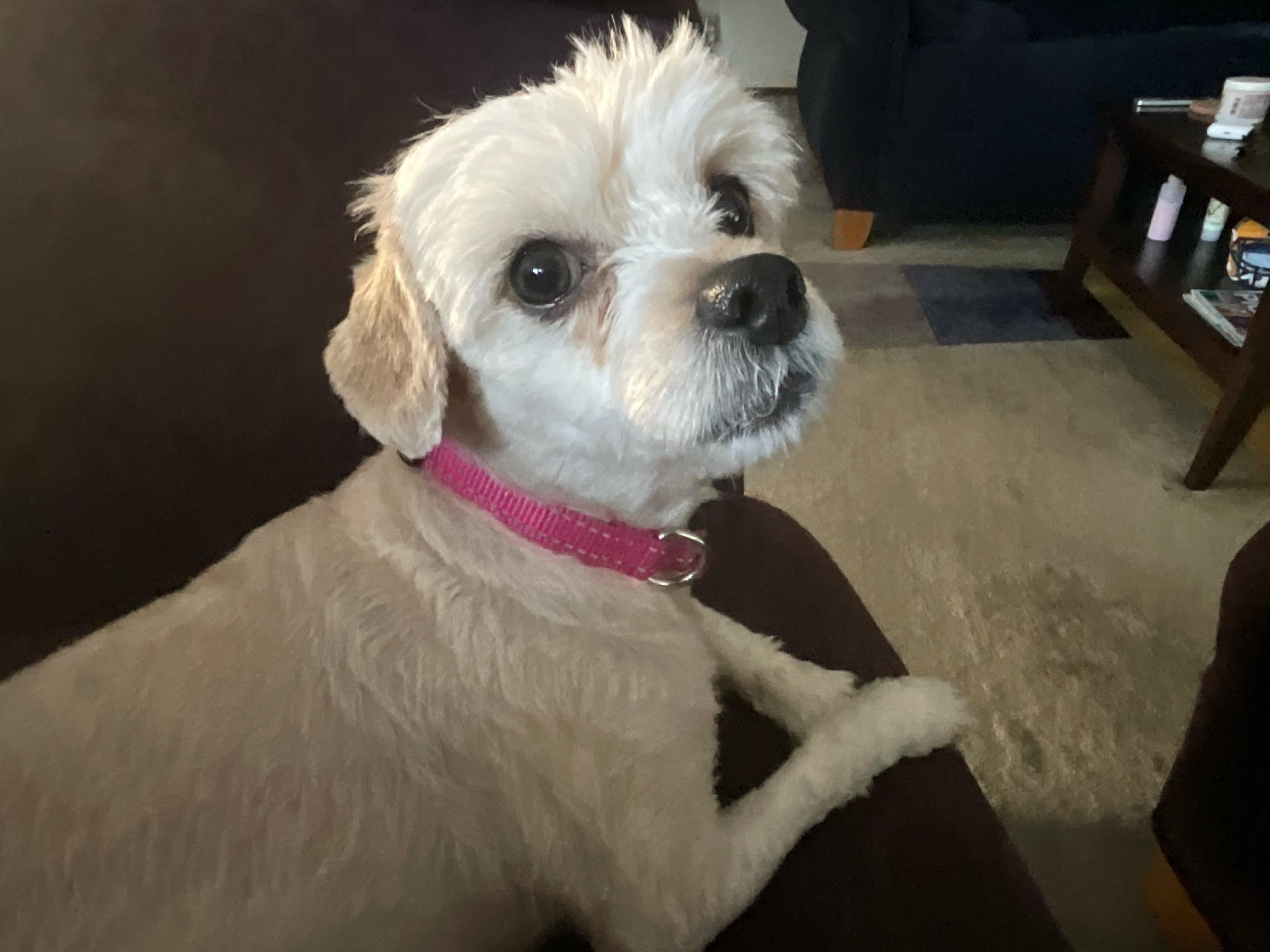 Enlarge Sophie, a Adoptable Maltipoo in Austin, TX image 2/3