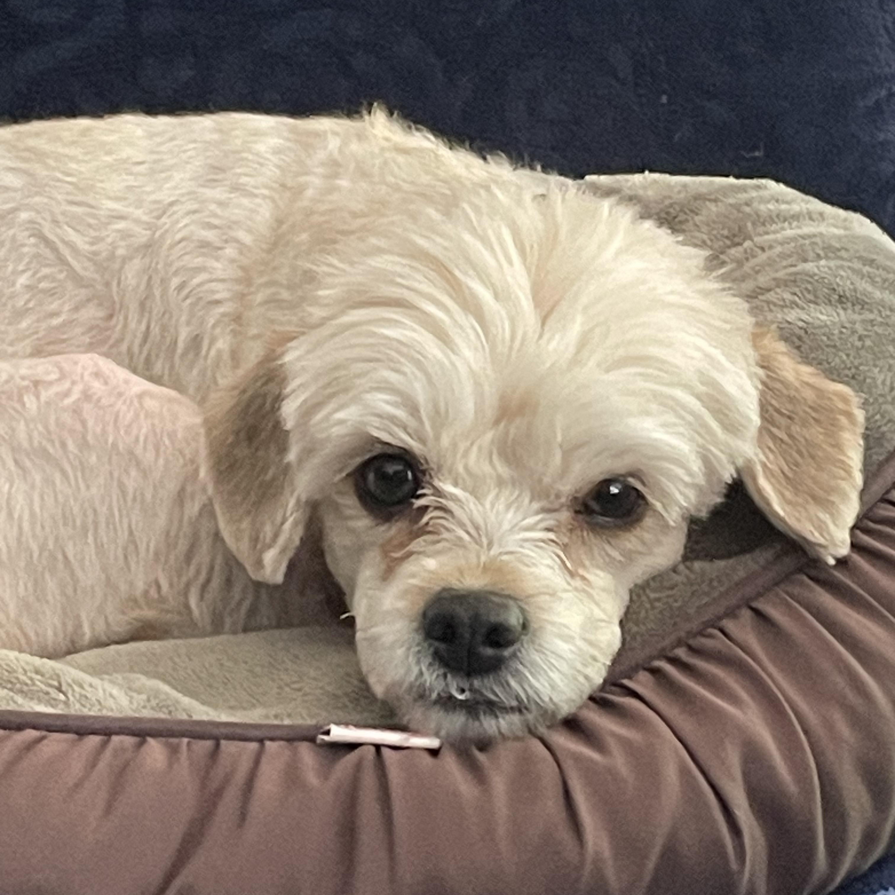 Sophie, Adoptable, Young Female Maltipoo.