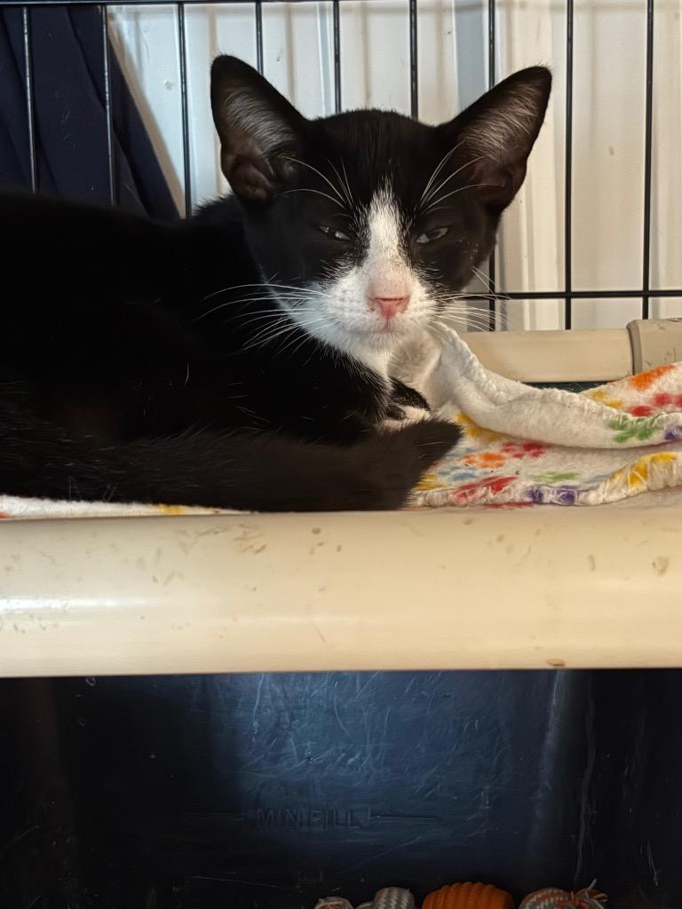 Penguin, Adoptable, Kitten Male Domestic Short Hair.