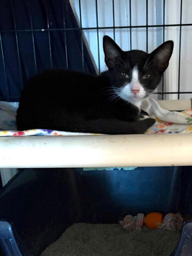 Enlarge Penguin, a Adoptable mixed breed in Hartford City, IN image 2/4
