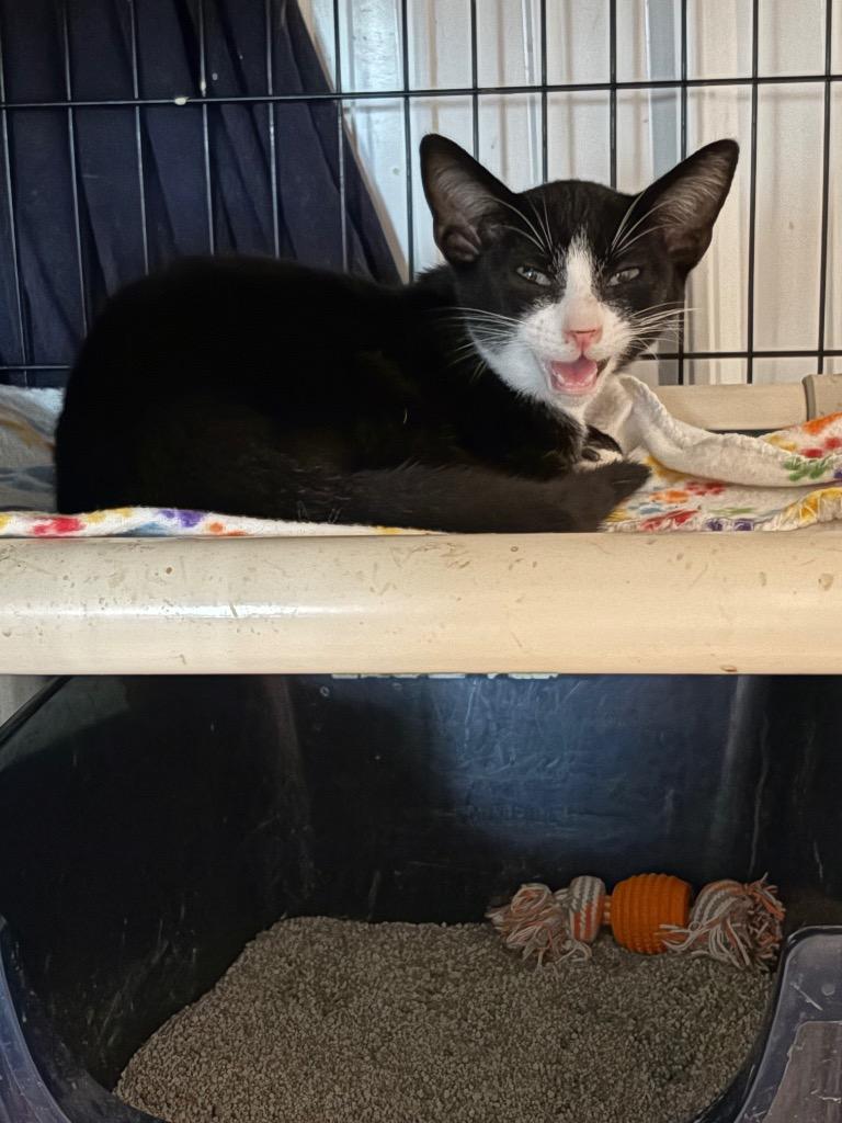 Enlarge Penguin, a Adoptable mixed breed in Hartford City, IN image 3/4