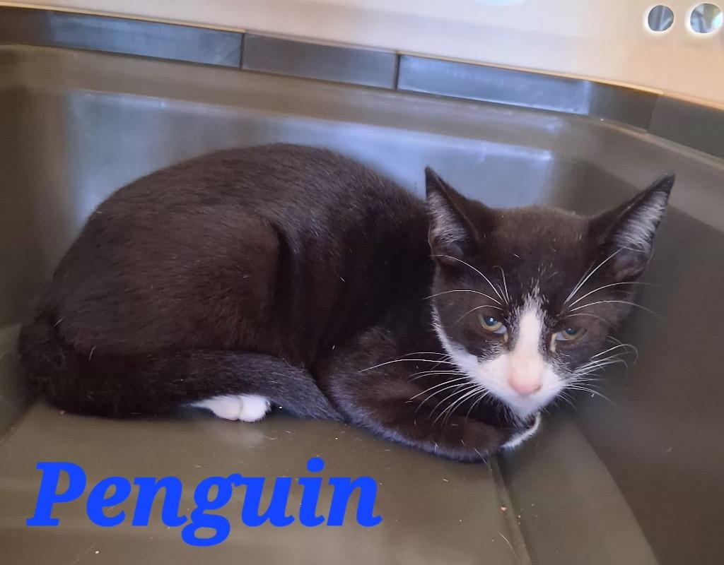 Enlarge Penguin, a Adoptable mixed breed in Hartford City, IN image 4/4