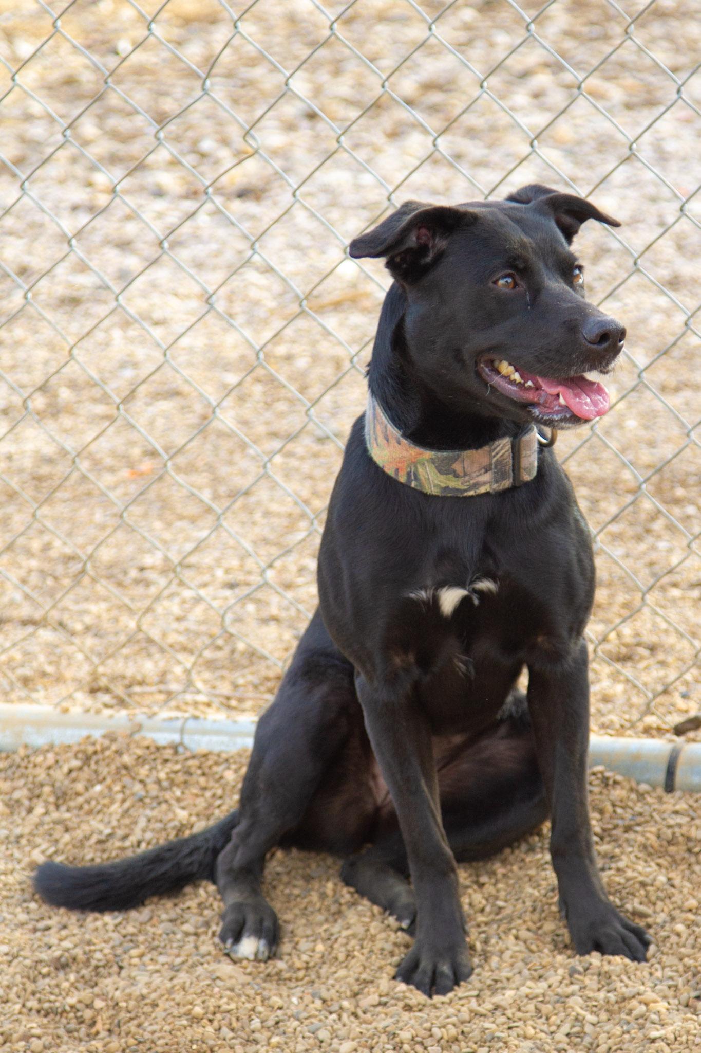 Enlarge Shiva, a ADOPTABLE mixed breed in Rapid City, SD image 4/4