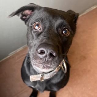 Enlarge Shiva, a ADOPTABLE mixed breed in Rapid City, SD image 3/4