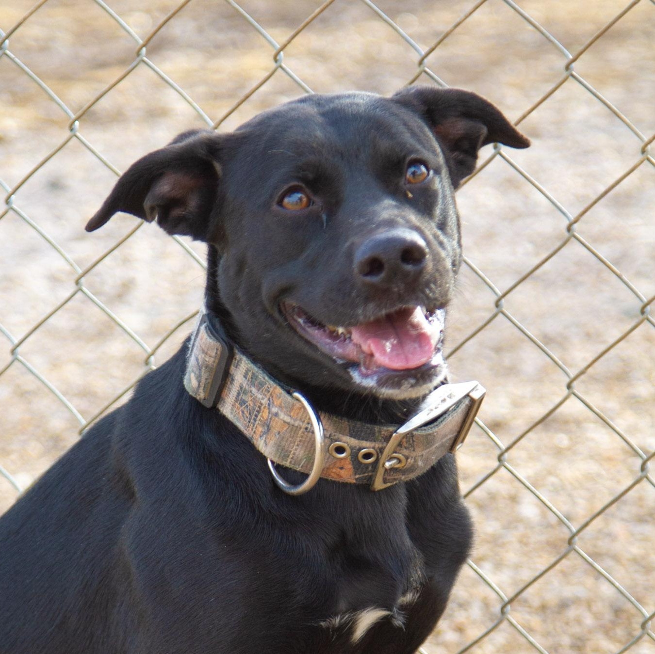 Enlarge Shiva, a ADOPTABLE mixed breed in Rapid City, SD image 1/4