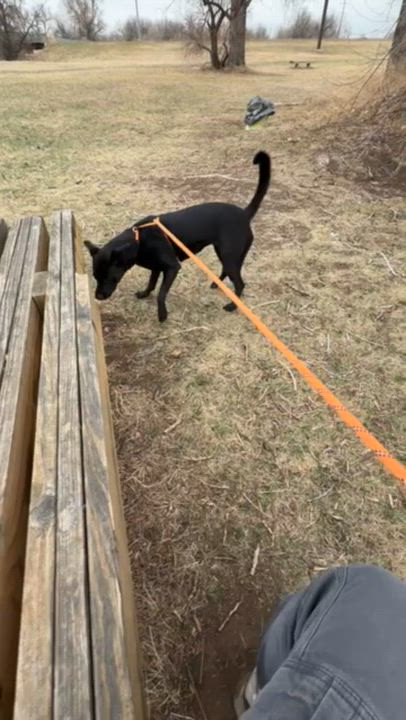 Enlarge Shiva, a ADOPTABLE mixed breed in Rapid City, SD video 2/4