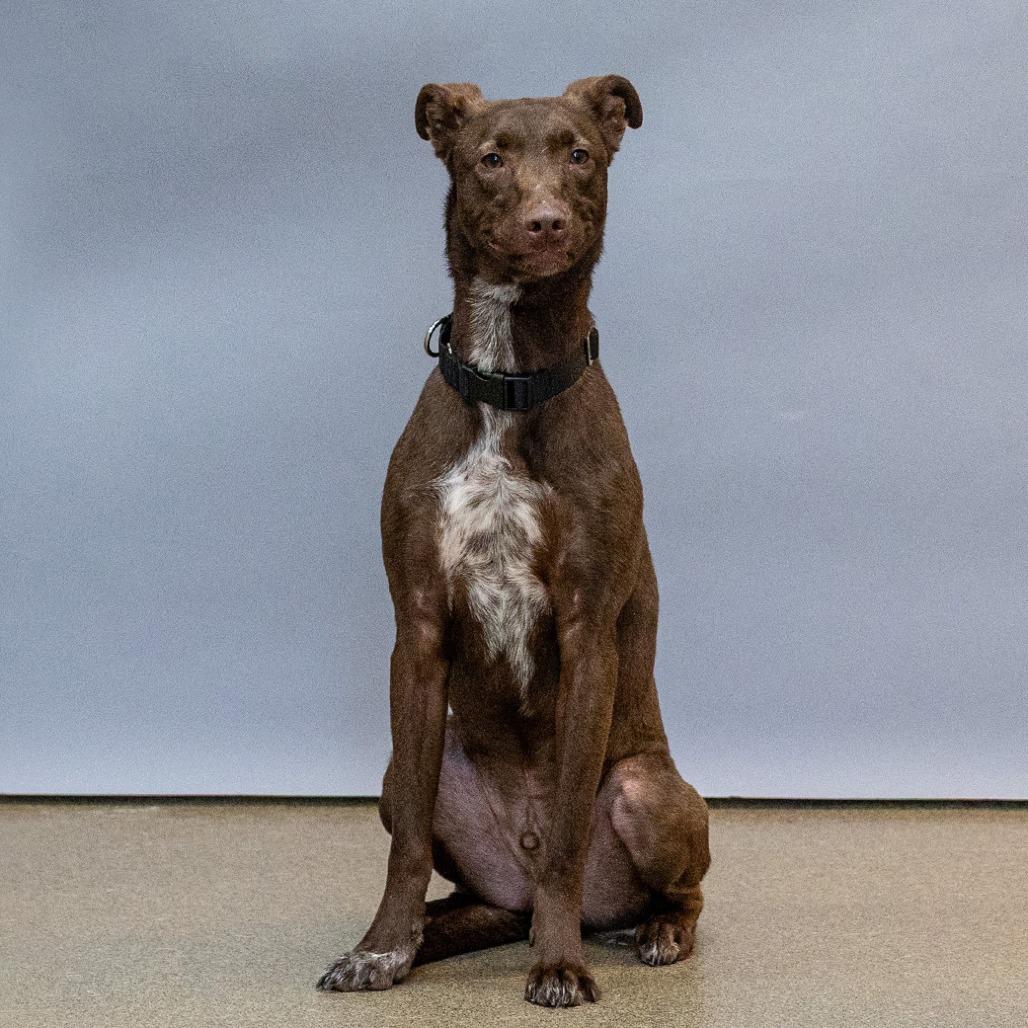 Enlarge Rufus, a Adoptable mixed breed in Council Bluffs, IA image 2/4