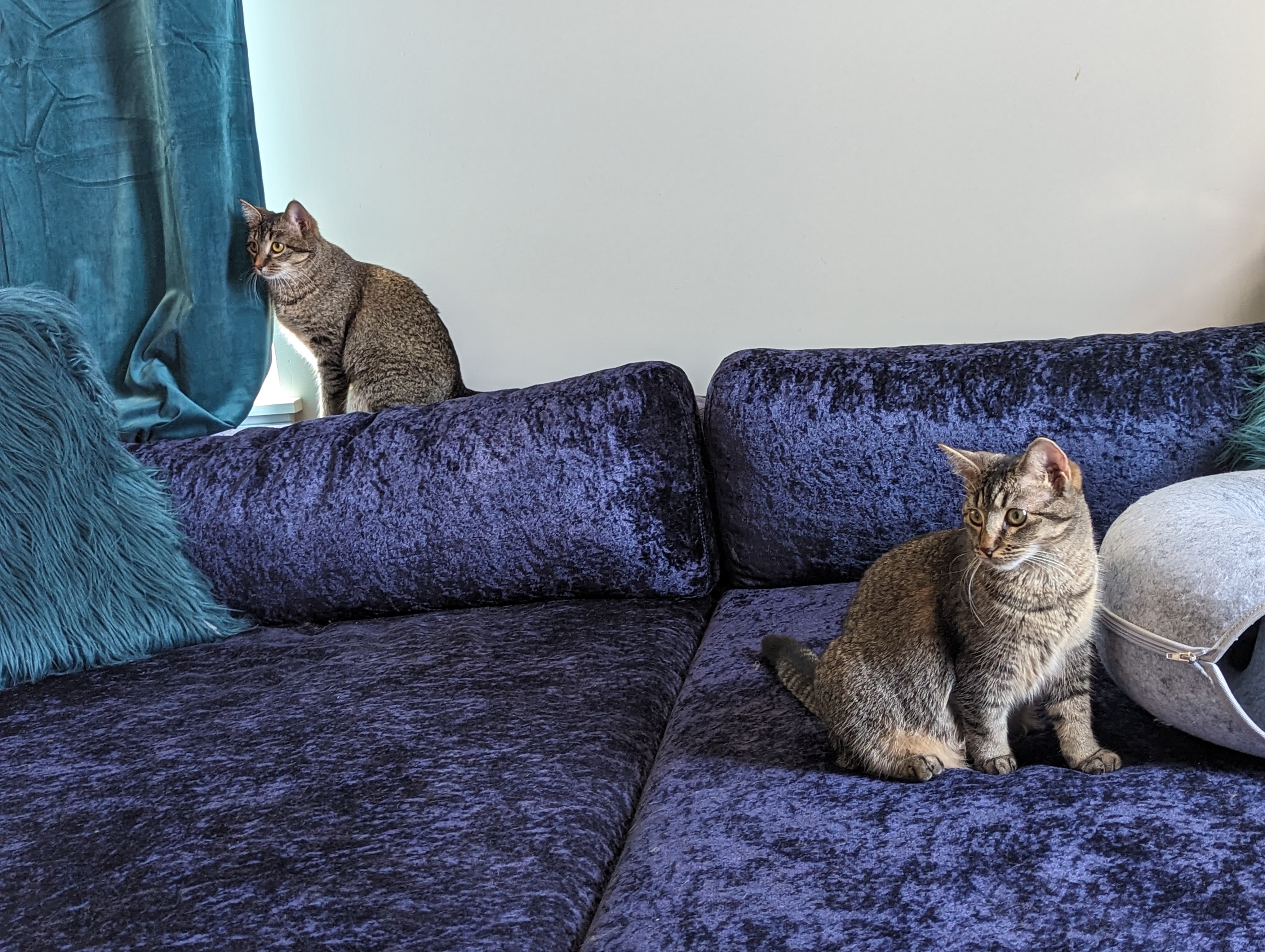 Enlarge Omelette & Muffin, a Adoptable Domestic Short Hair in Mokena, IL image 3/5