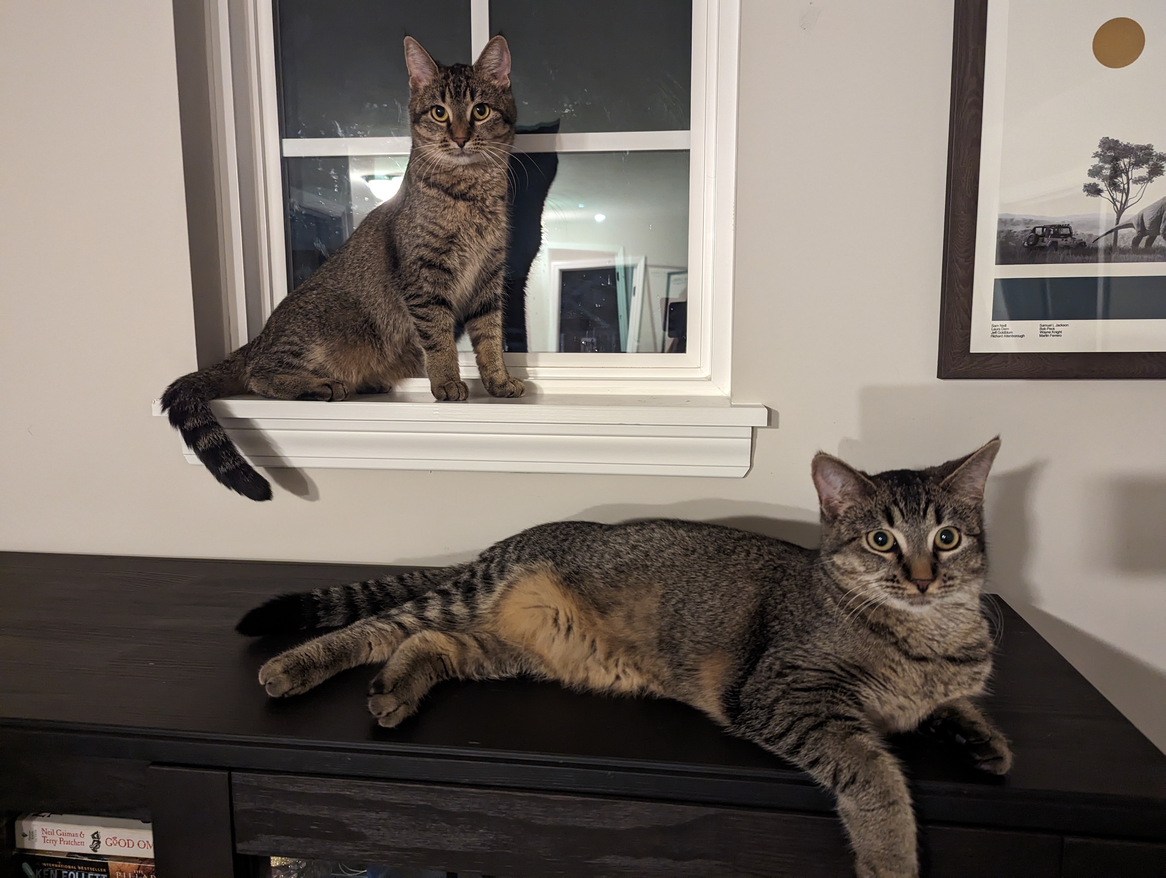 Enlarge Omelette & Muffin, a Adoptable Domestic Short Hair in Mokena, IL image 5/5