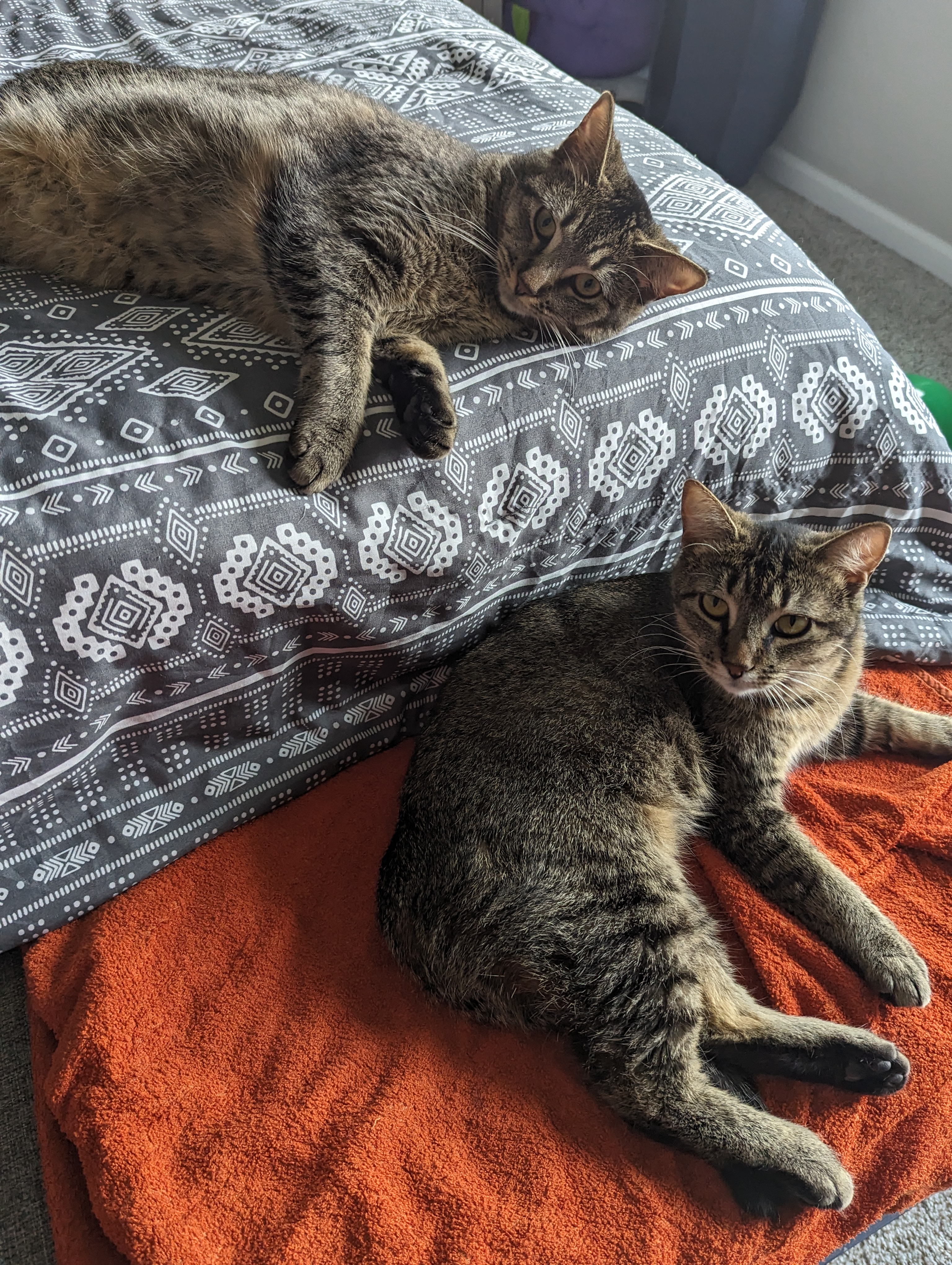 Omelette & Muffin photo 4