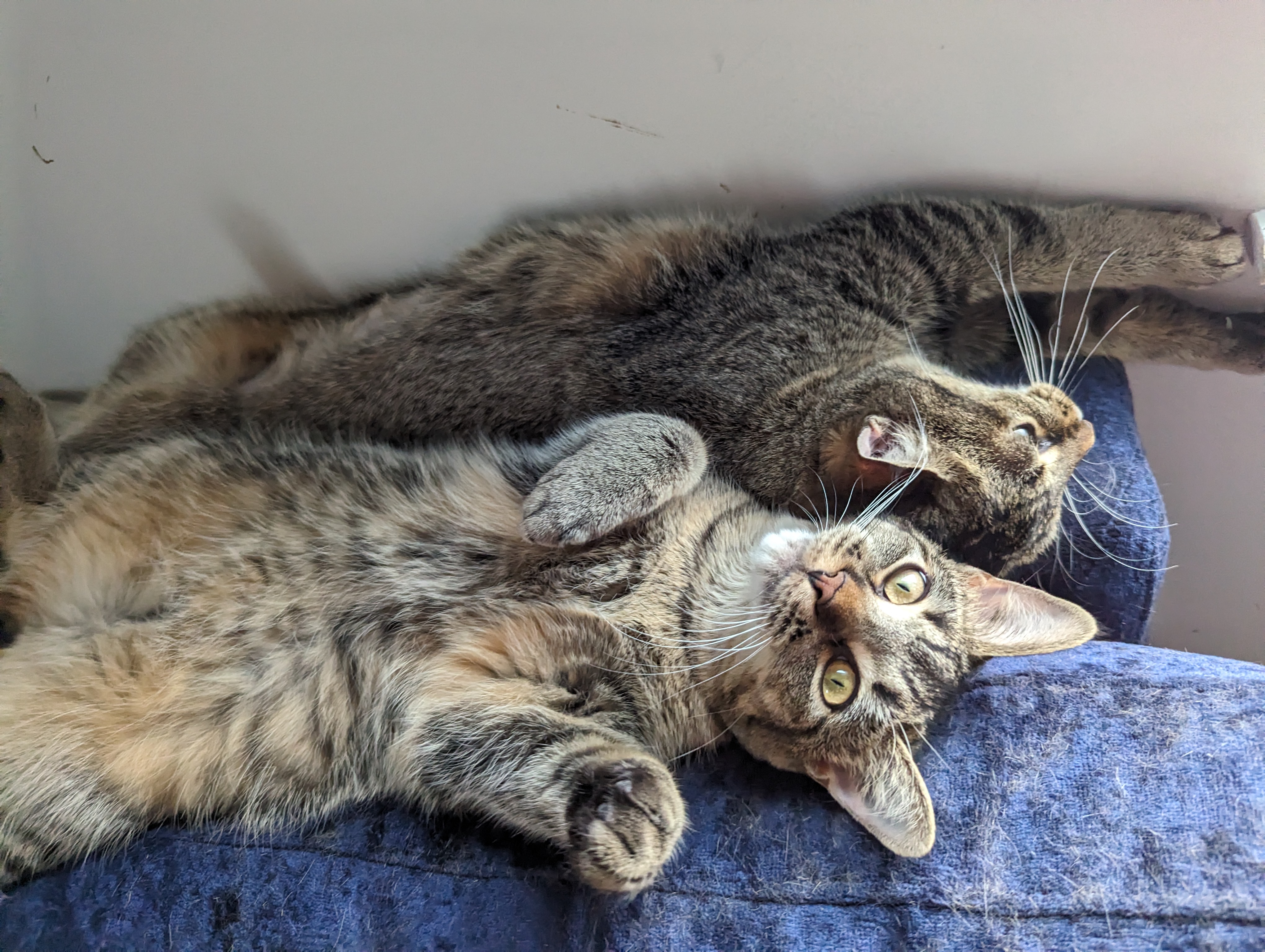 Omelette & Muffin photo 2