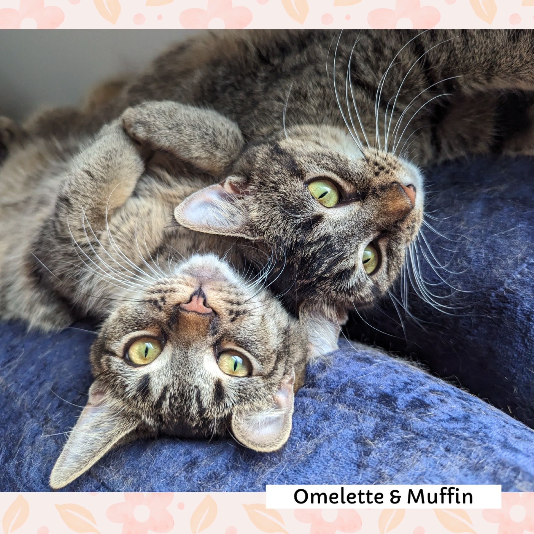 Enlarge Omelette & Muffin, a Adoptable Domestic Short Hair in Mokena, IL image 1/5