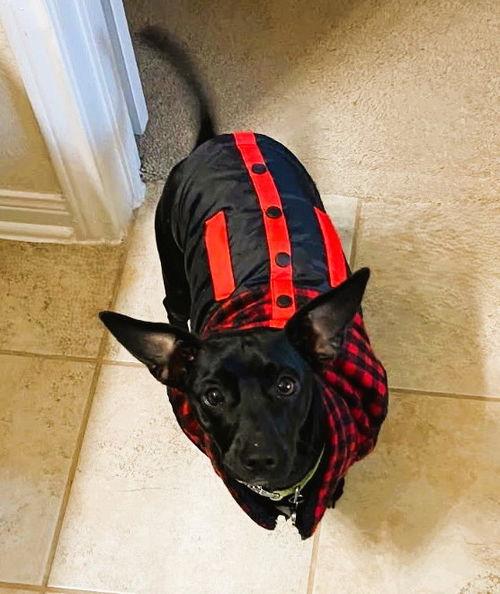 David, Adoptable, Adult Male Dachshund & Chihuahua.