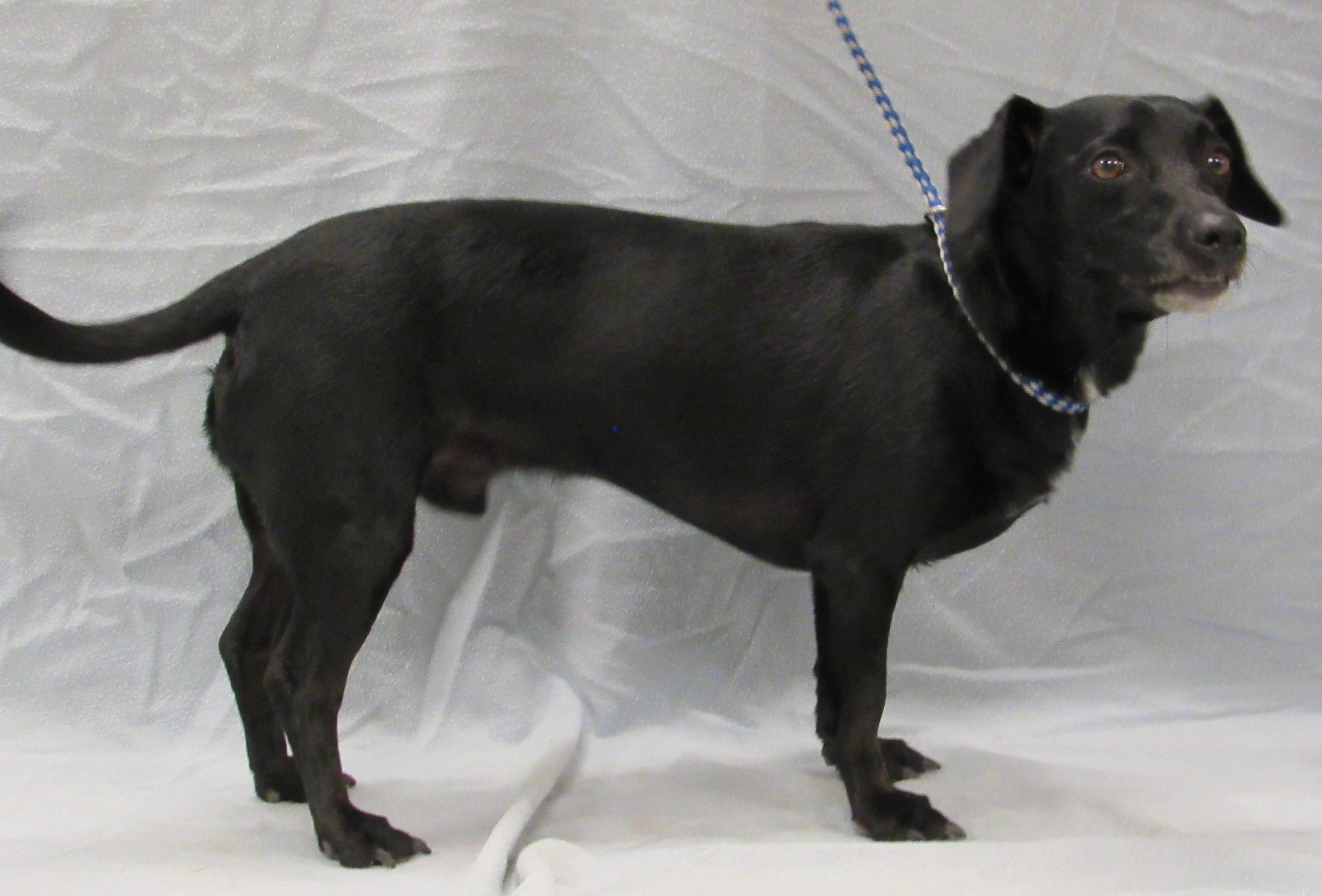 Enlarge David, a Adoptable mixed breed in Conroe, TX image 2/5