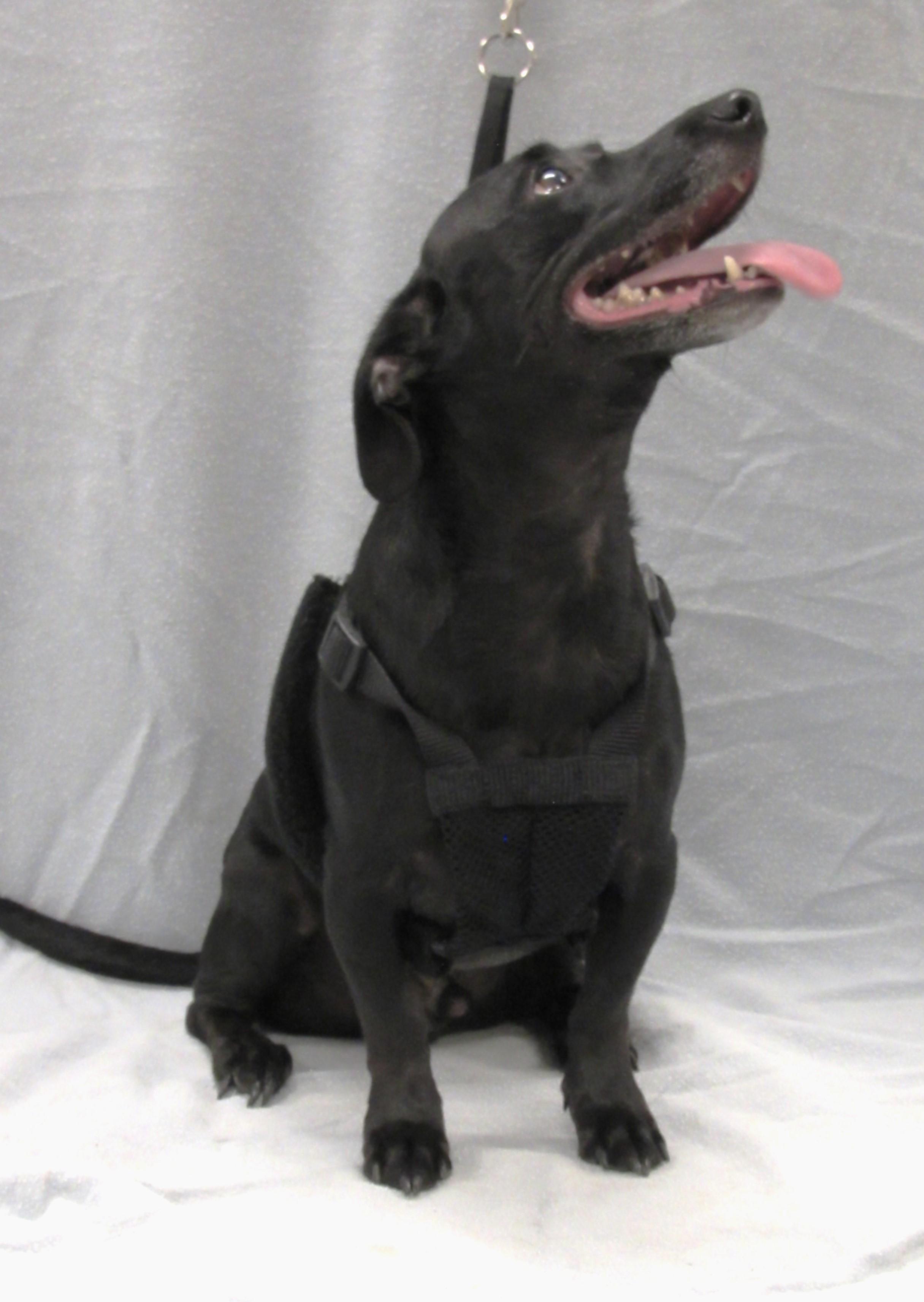 David, a Adoptable mixed breed in Conroe, TX image 2/5