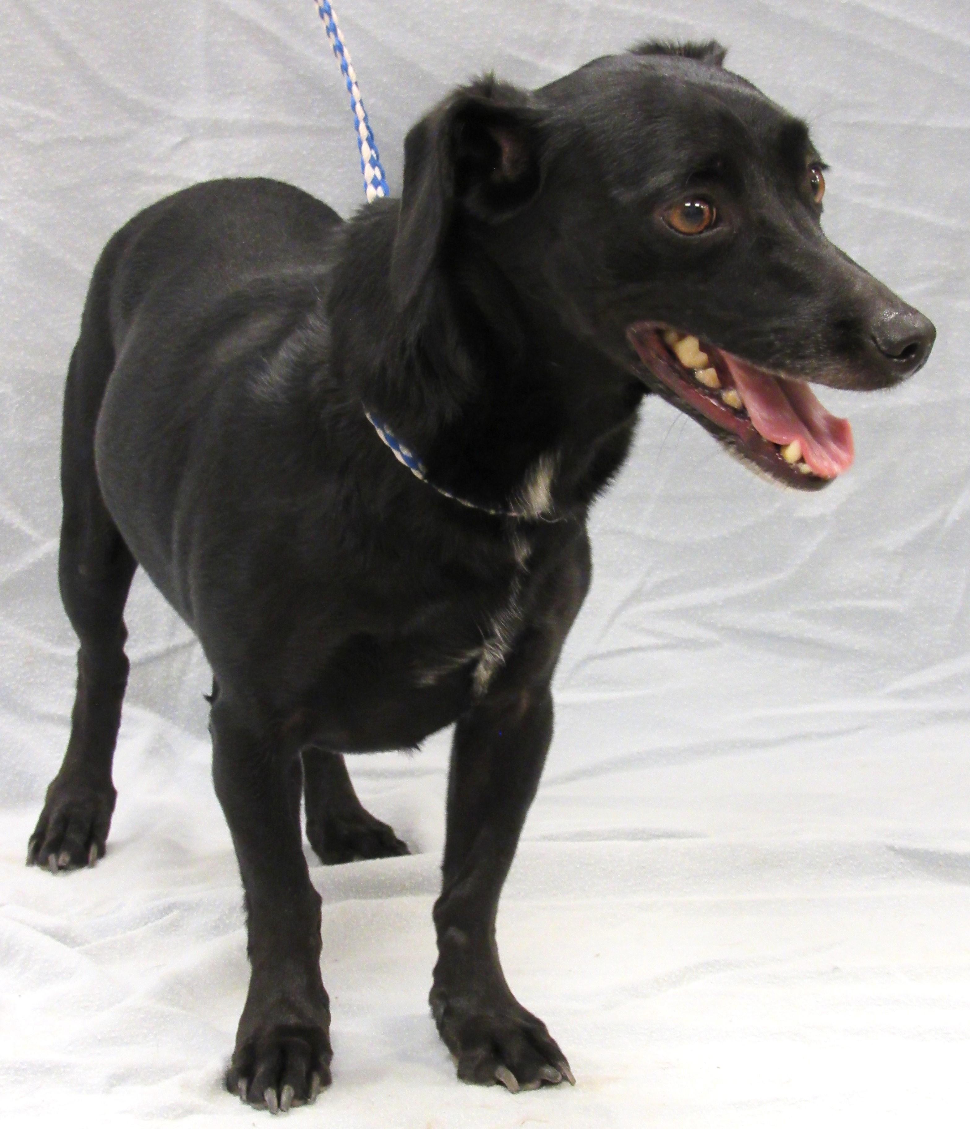 Enlarge David, a Adoptable mixed breed in Conroe, TX image 4/5