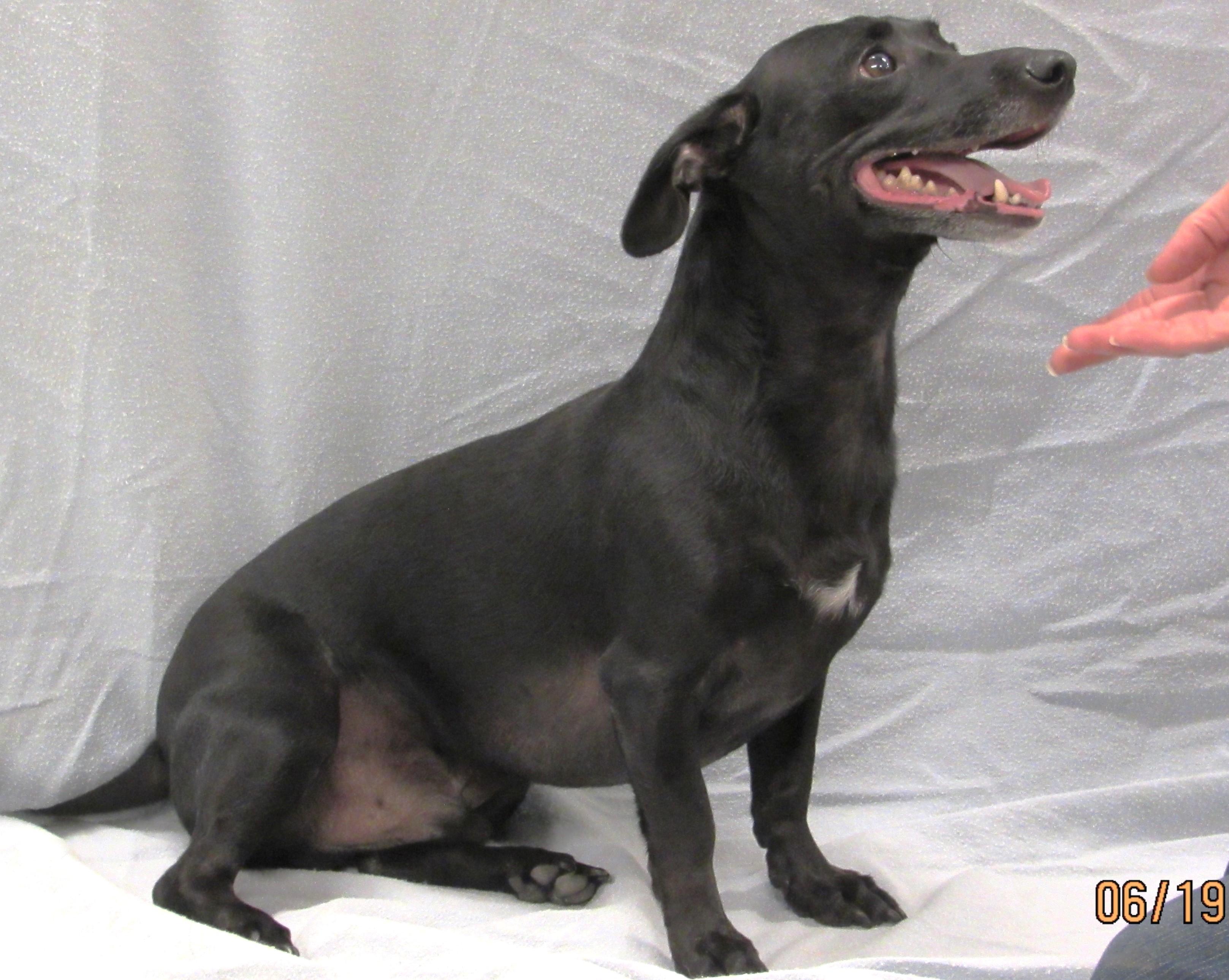 David, a Adoptable mixed breed in Conroe, TX image 3/5