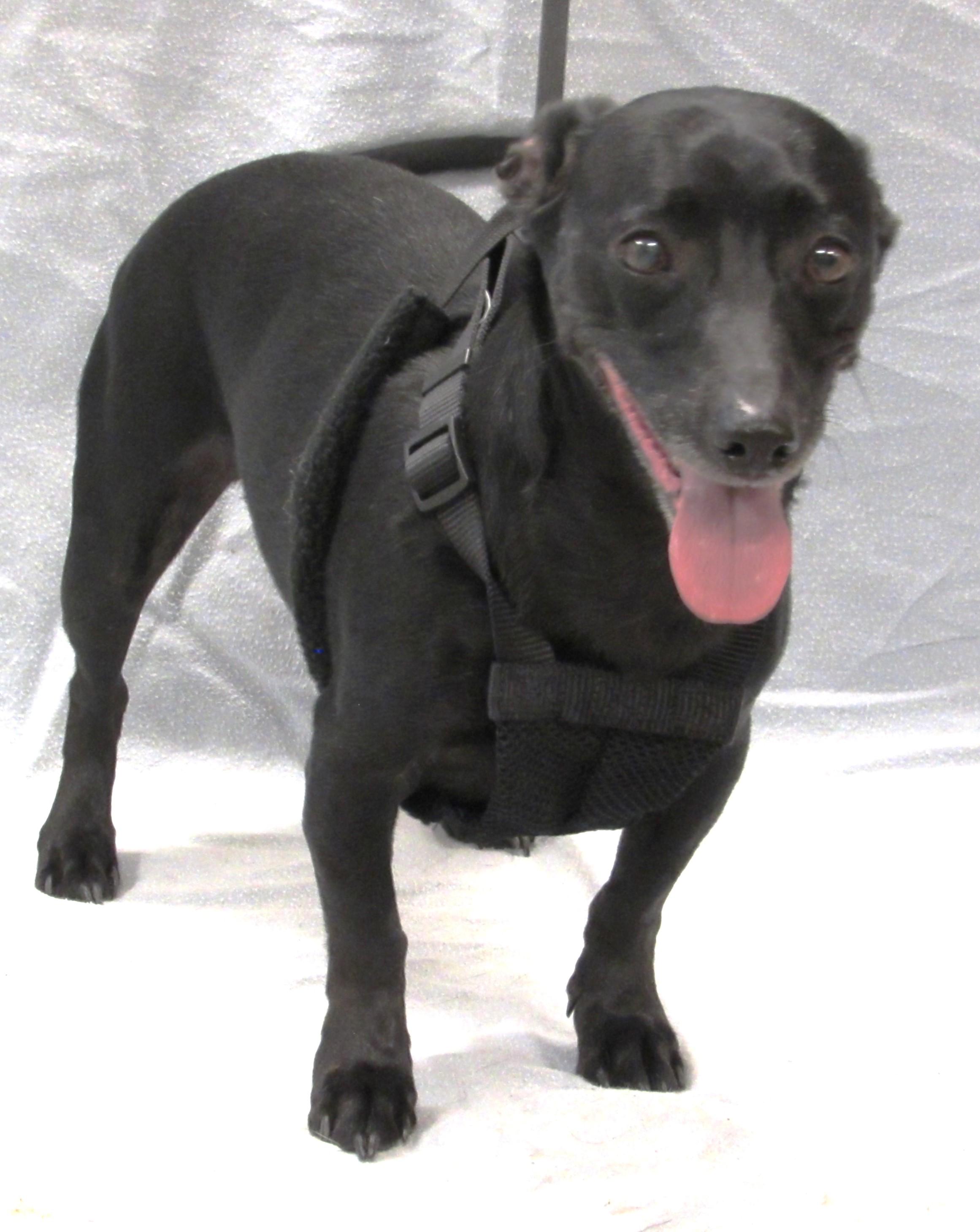 David, a Adoptable mixed breed in Conroe, TX image 4/5