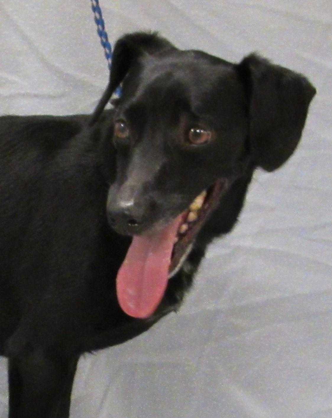 Enlarge David, a Adoptable mixed breed in Conroe, TX image 3/5