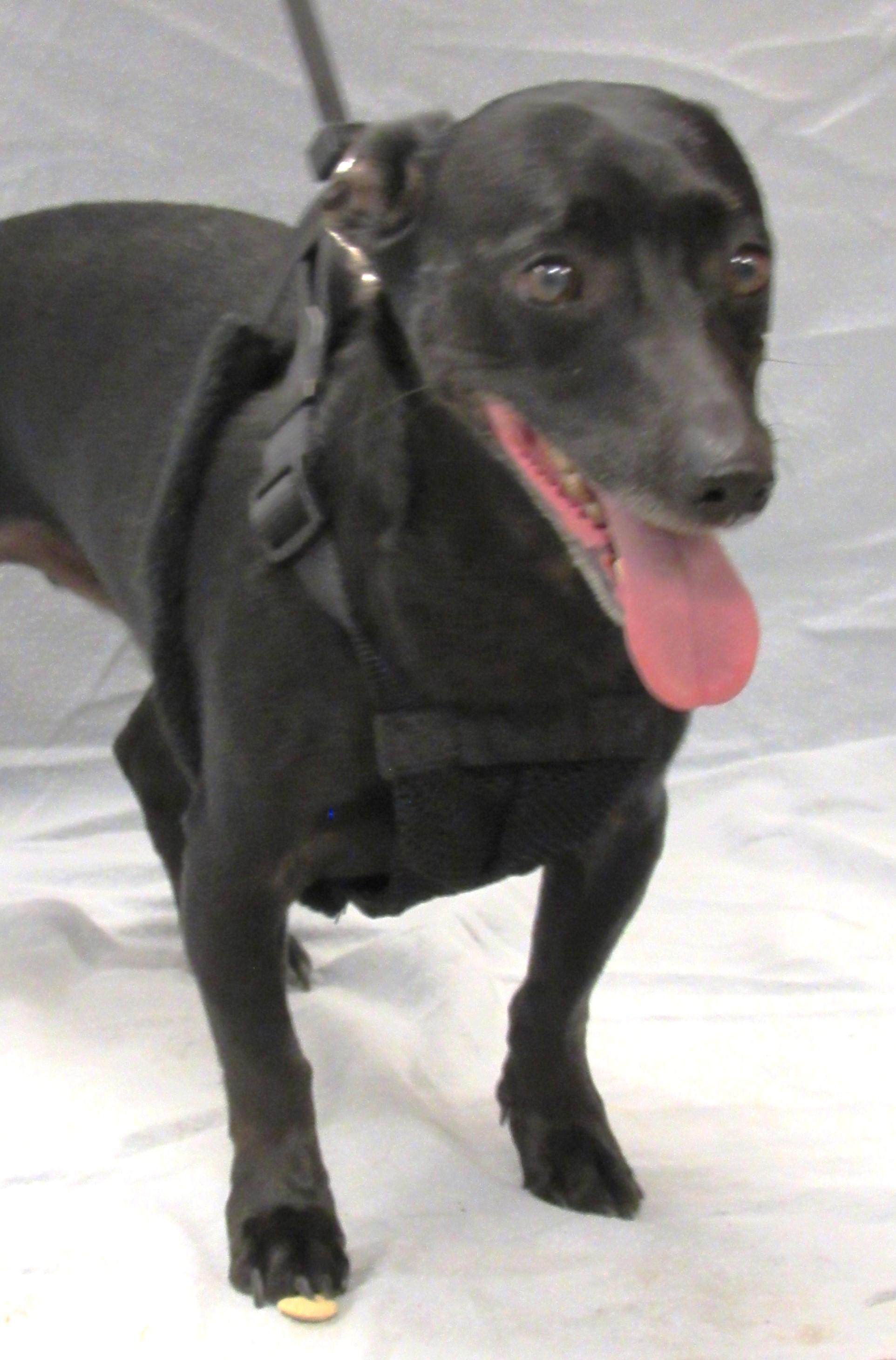 David, a Adoptable mixed breed in Conroe, TX image 5/5