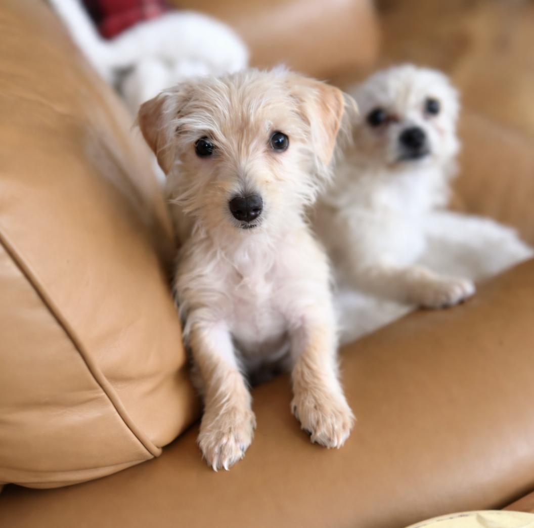 Belinda, adopted, Puppy Female Poodle (Toy) & Yorkie Poo.