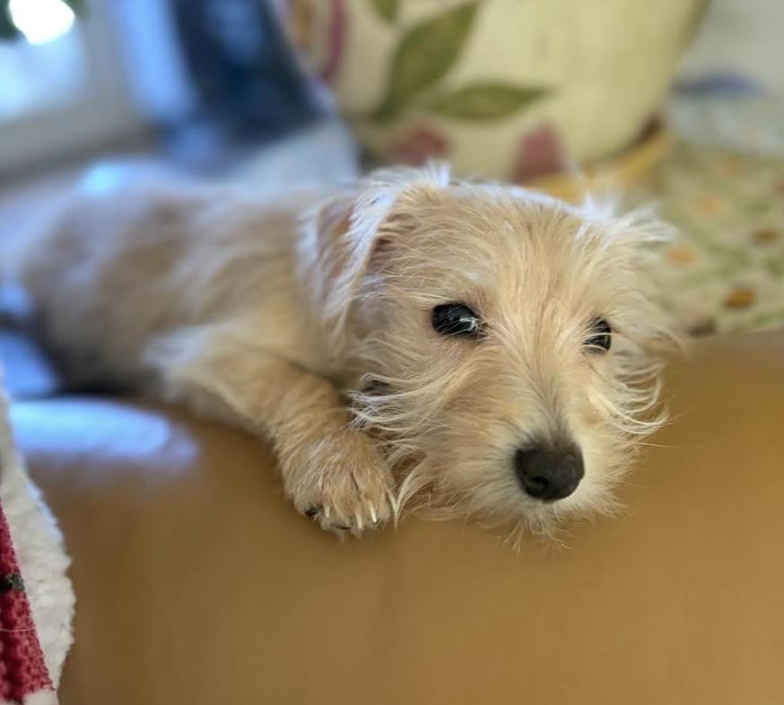 Enlarge Belinda, an adopted mixed breed in Puyallup, WA image 2/2