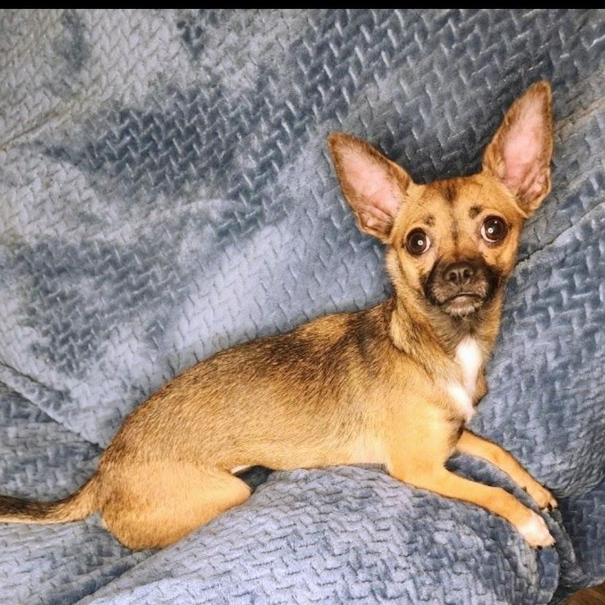 Enlarge Summer, a Adoptable mixed breed in Oroville, WA image 4/4