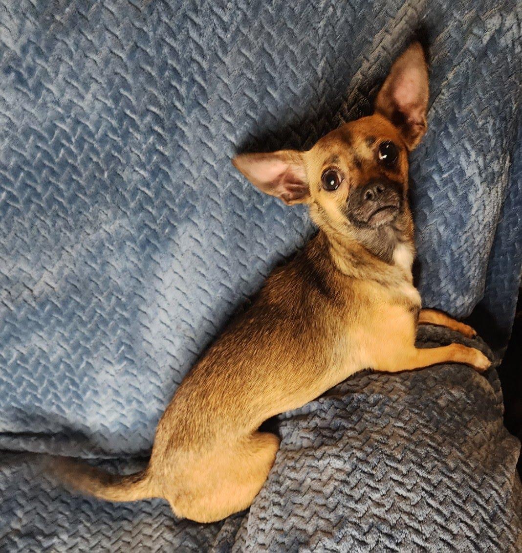 Enlarge Summer, a Adoptable mixed breed in Oroville, WA image 2/4