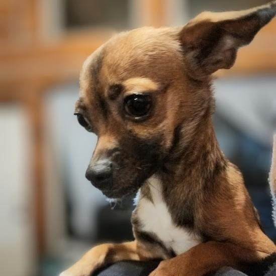 Enlarge Summer, a Adoptable mixed breed in Oroville, WA image 3/4