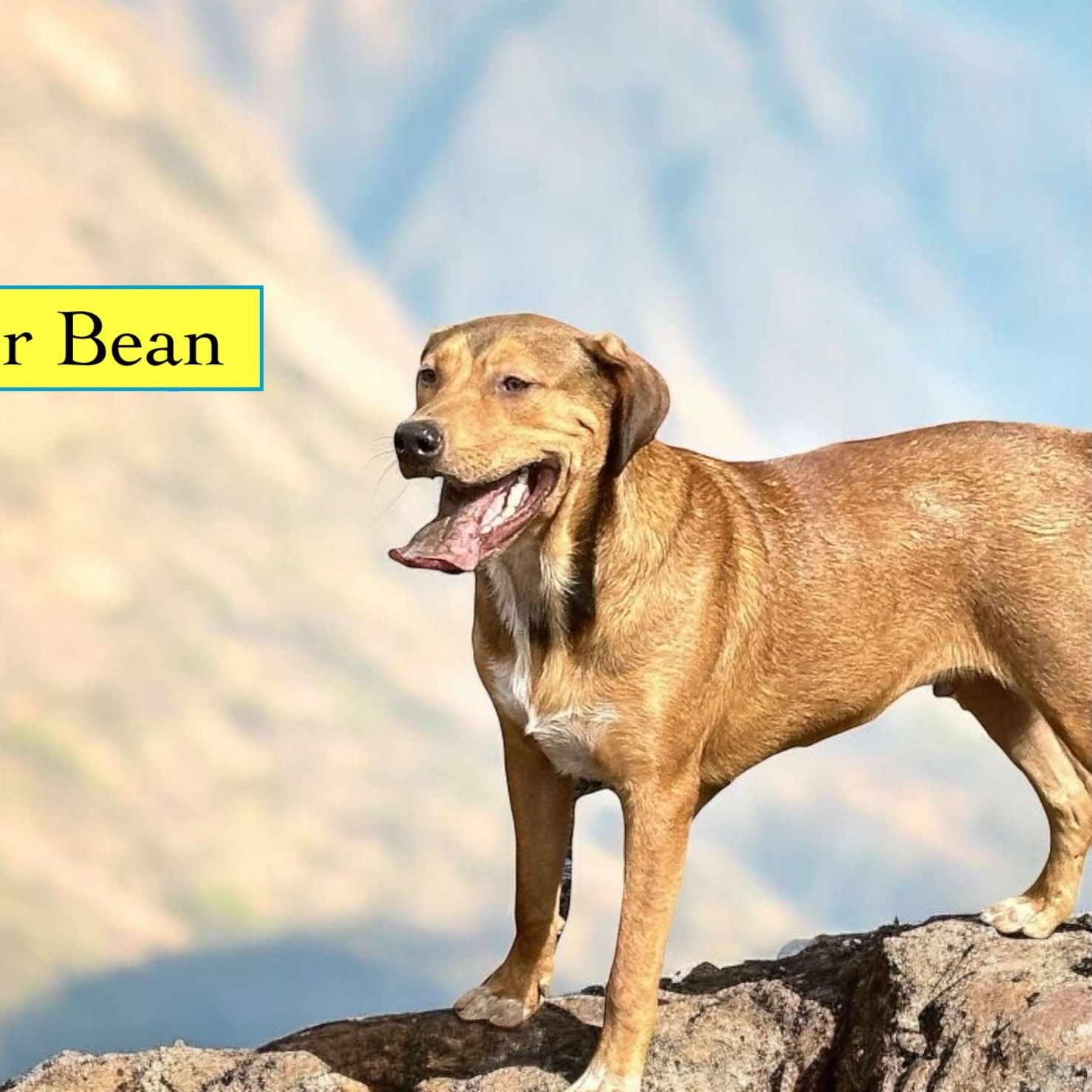 Butter Bean, Adoptable, Adult Male Shepherd & Terrier.