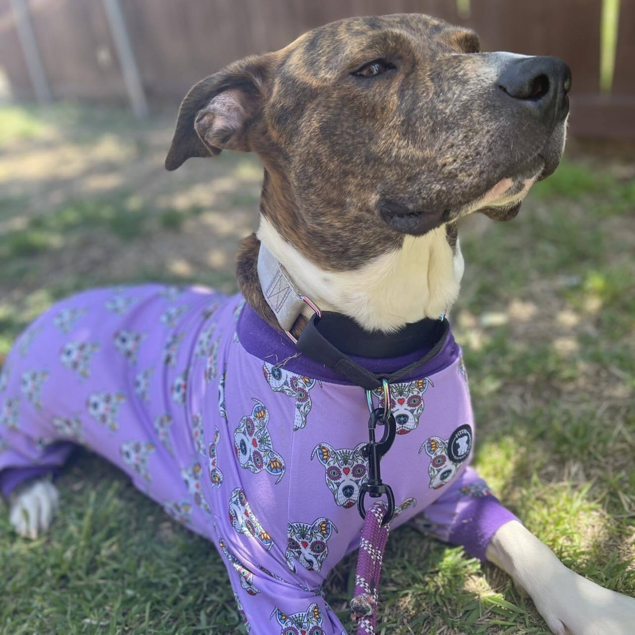 Willow, a Adoptable mixed breed in Wills Point, TX image 1/6