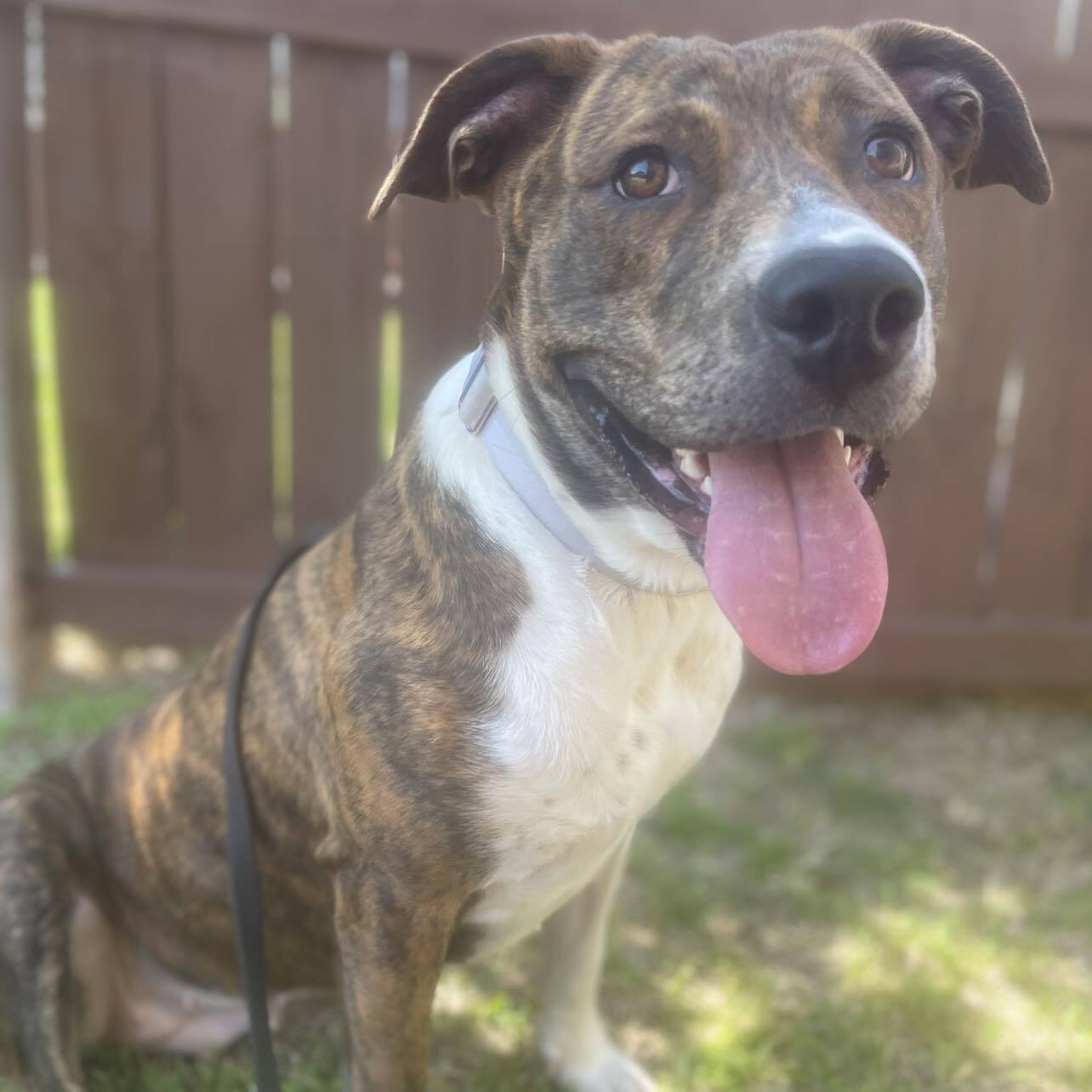 Willow, a Adoptable mixed breed in Wills Point, TX image 2/6