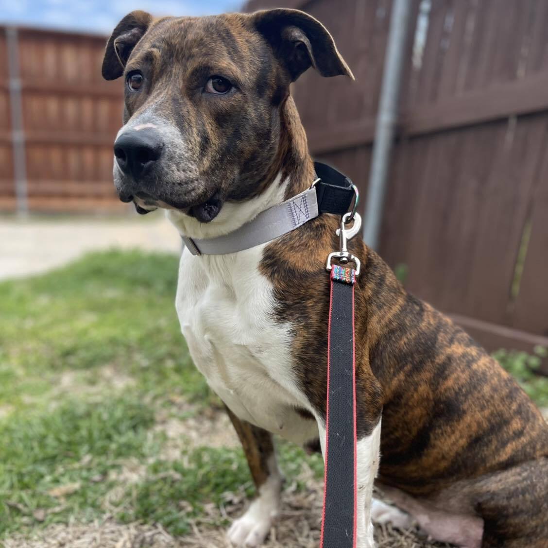 Willow, a Adoptable mixed breed in Wills Point, TX image 3/6