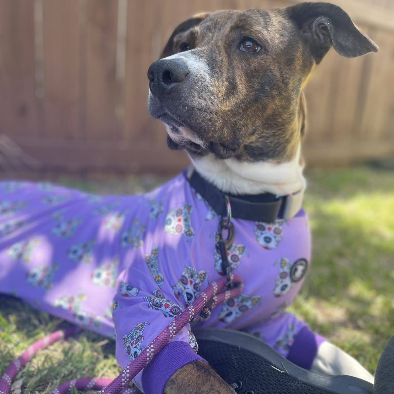 Willow, a Adoptable mixed breed in Wills Point, TX image 4/6