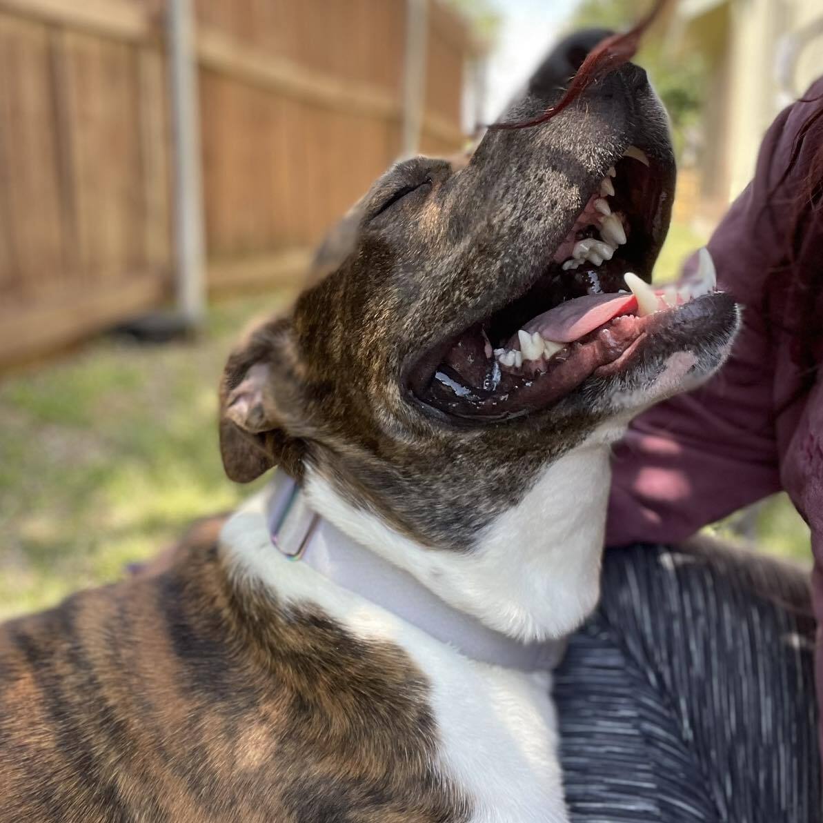 Willow, a Adoptable mixed breed in Wills Point, TX image 5/6